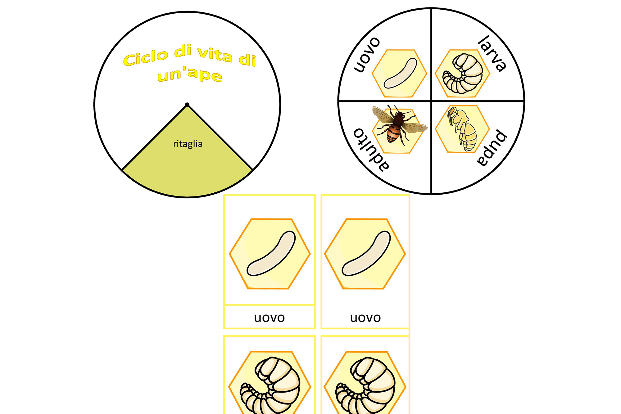 Ciclo di vita di un'ape, Italiano