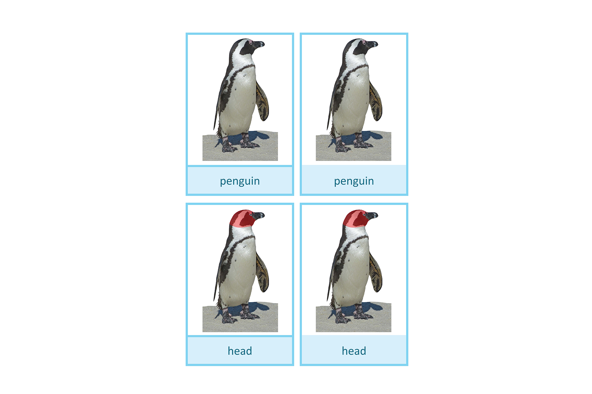 Nomenclature cards: parts of the penguin, English