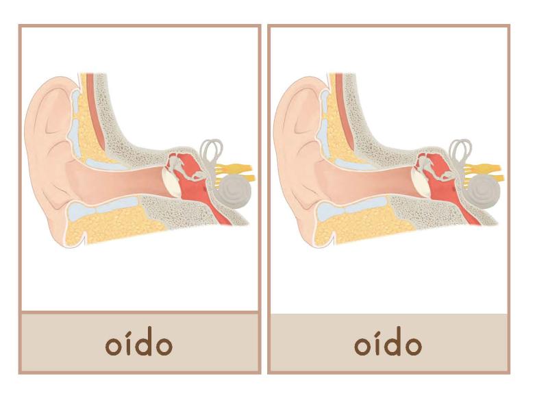 oído Español