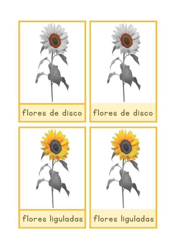 partes del girasol Español