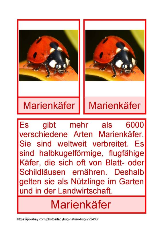 Marienkäfer Deutsch