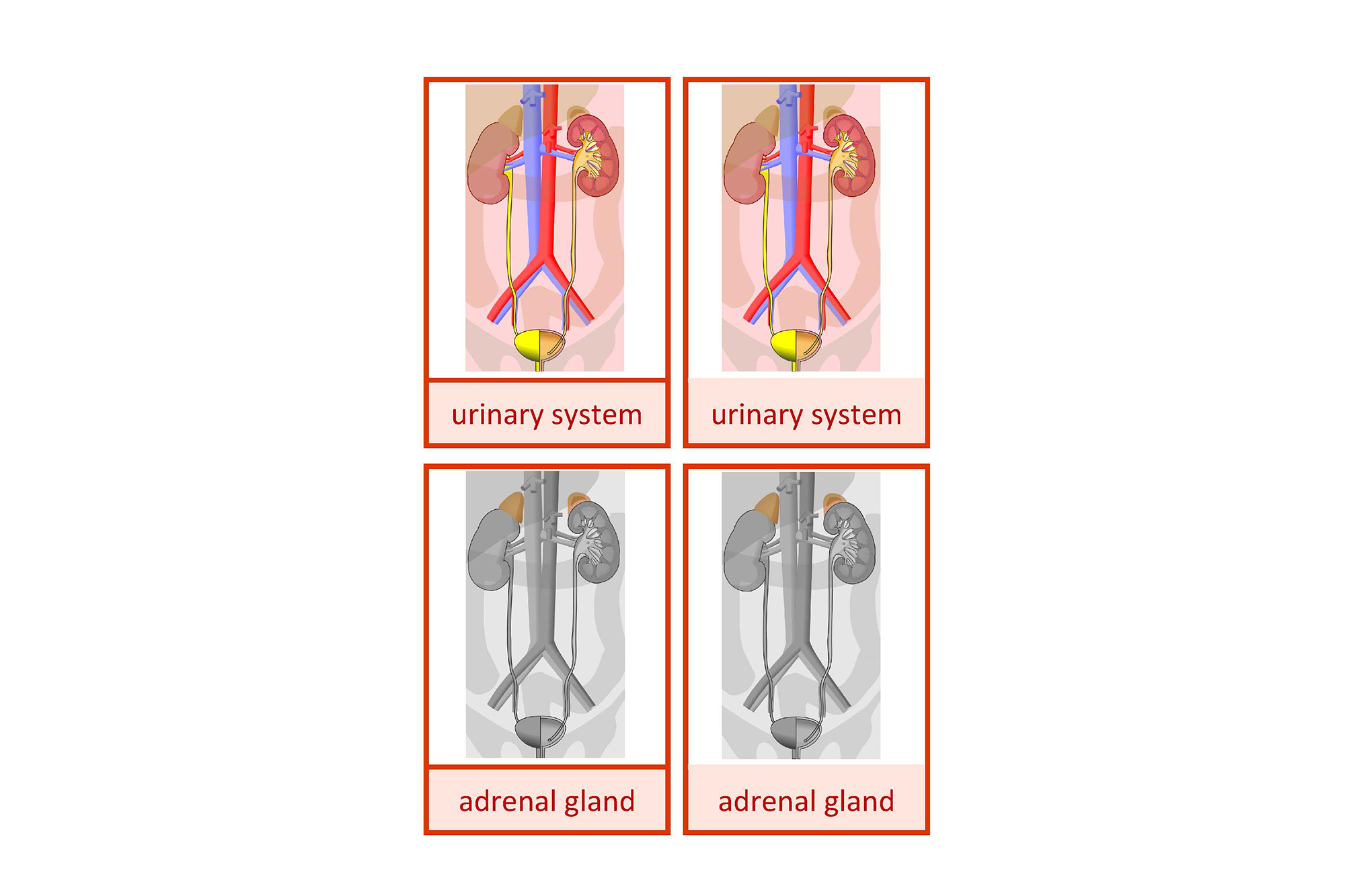 urinary system, English