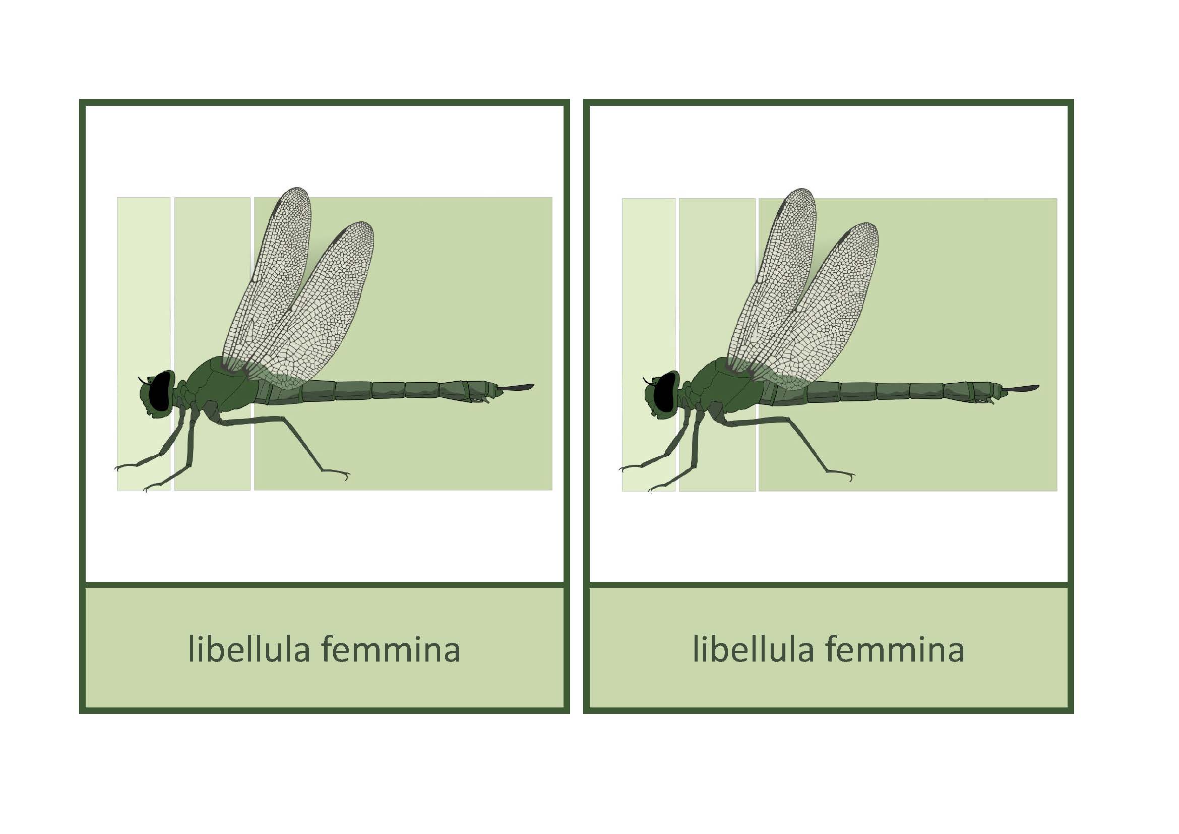 Parti del corpo libellula, Italiano