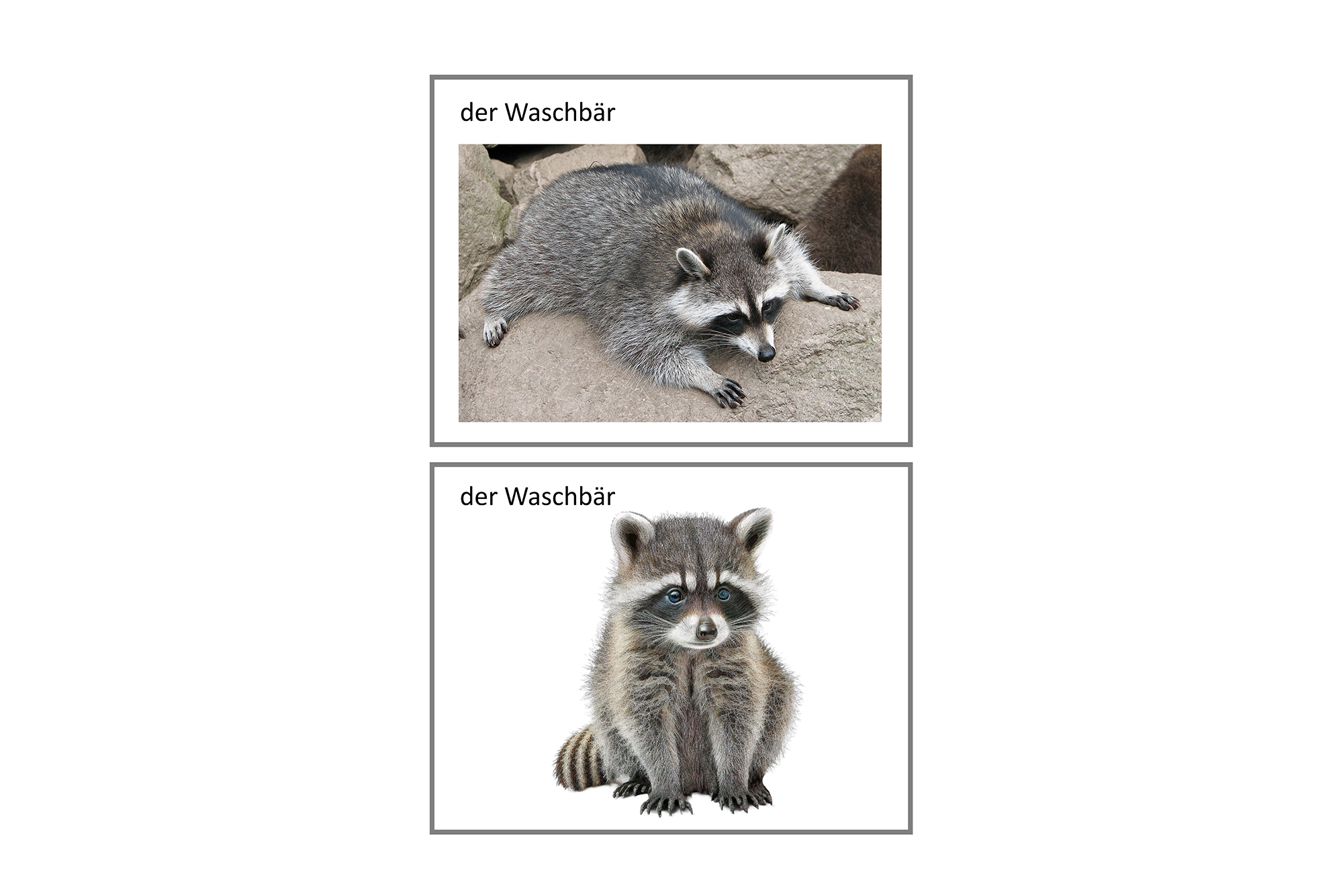 der Waschbär, Deutsch