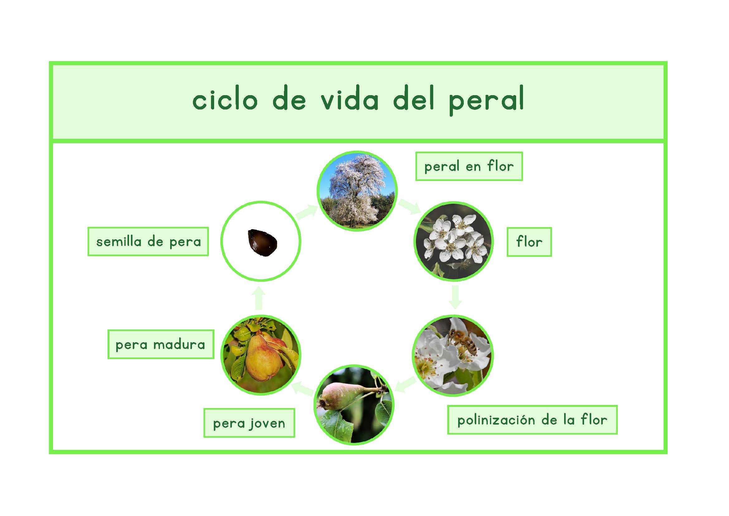 Ciclo de vida del peral Español