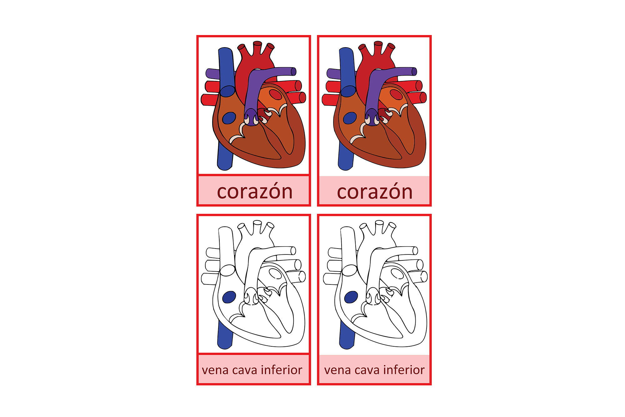 coeur humain Français