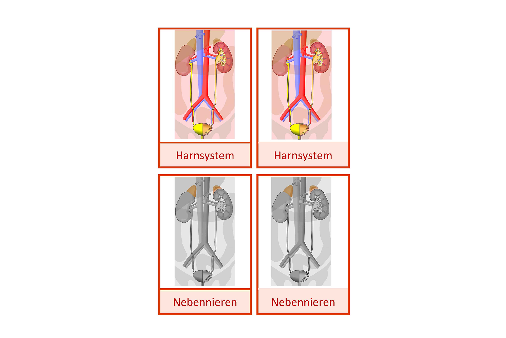 Nomenklaturkarten Harnsystem, Deutsch