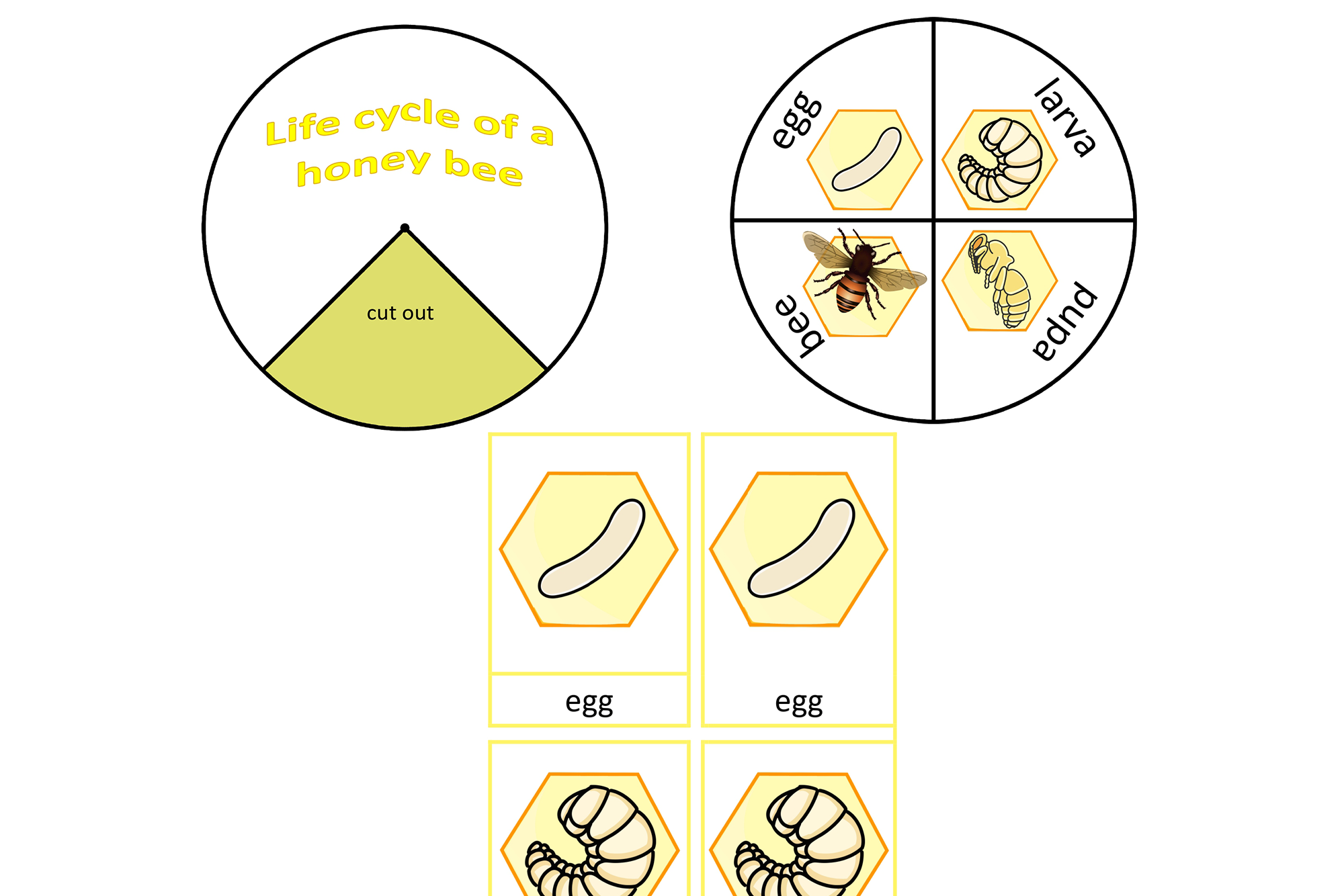 life cycle of a honey bee, English