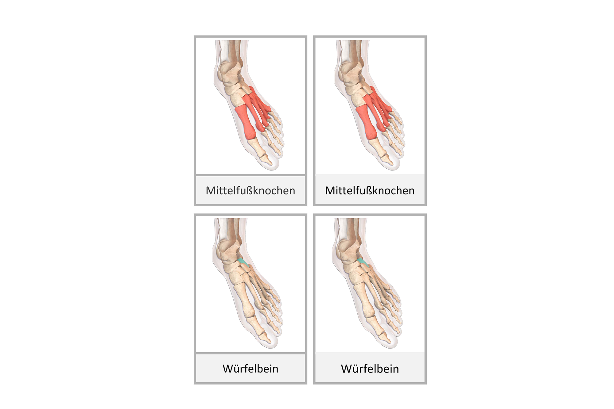 Fußknochen, Deutsch