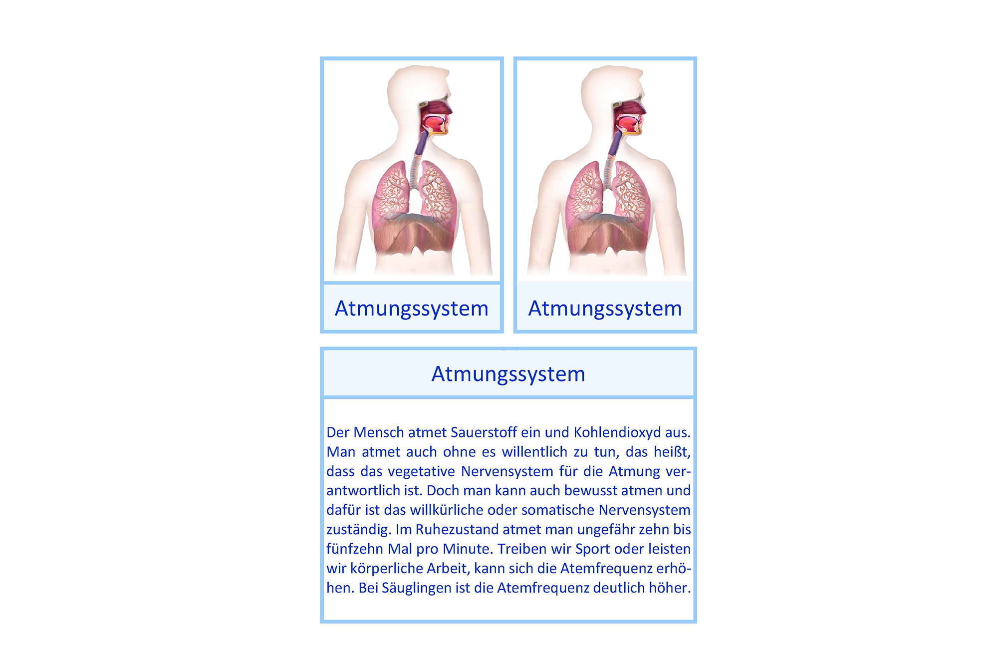 Atmungssystem, Deutsch