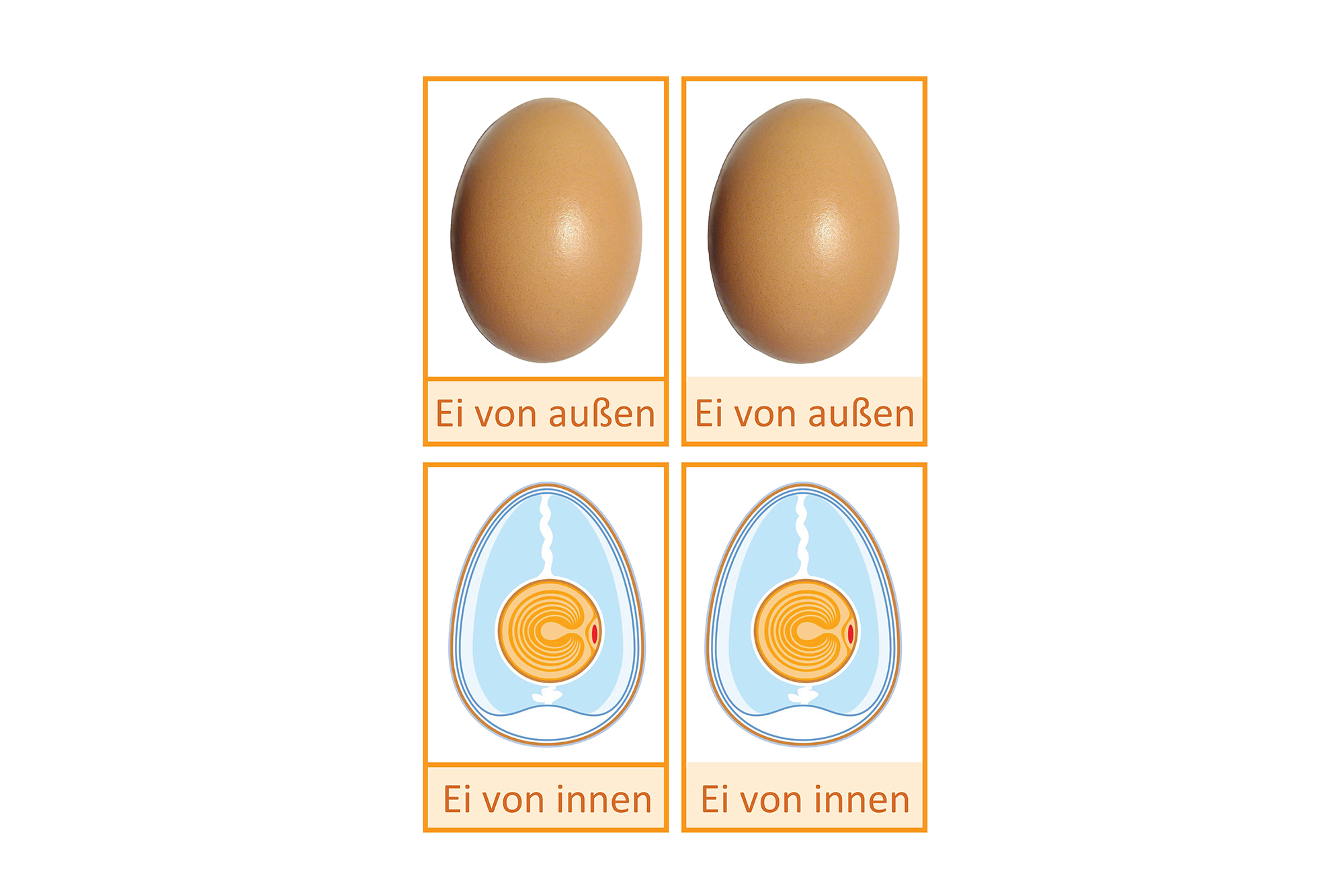 Aufbau Ei Deutsch