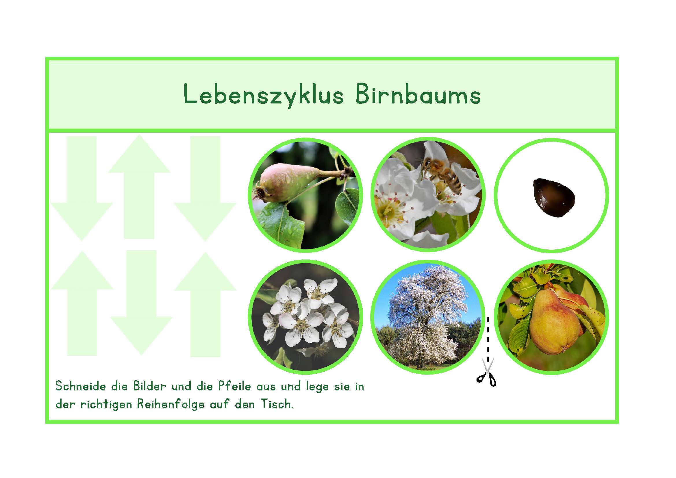 Arbeitsblätter Lebenszyklus Birnbaum