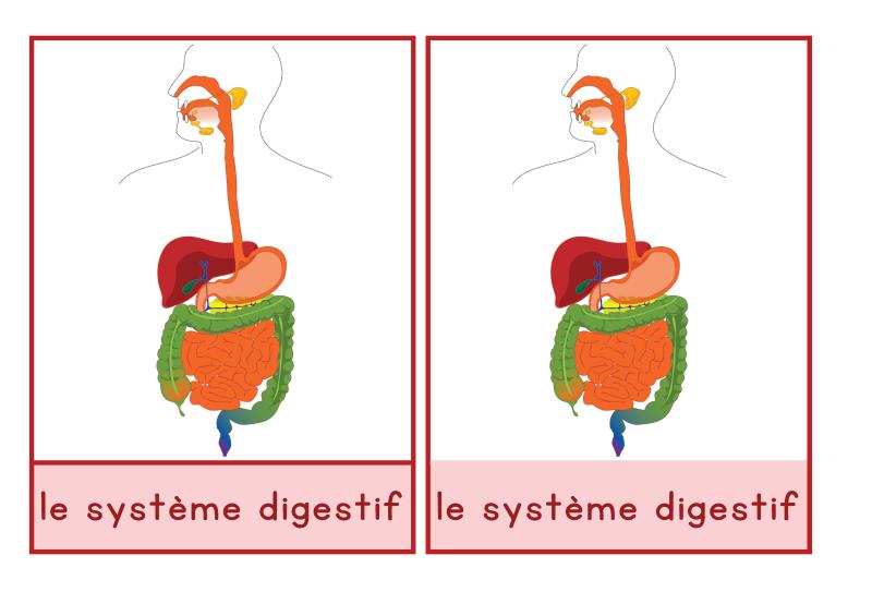 système digestif Français 