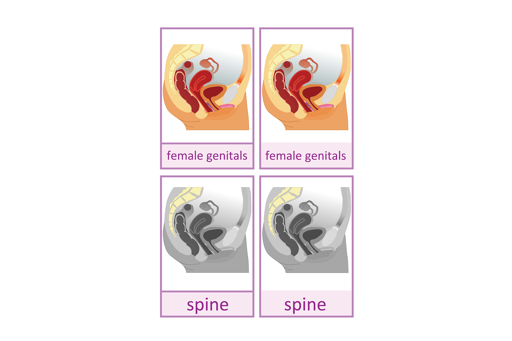 female reproductive organs, English