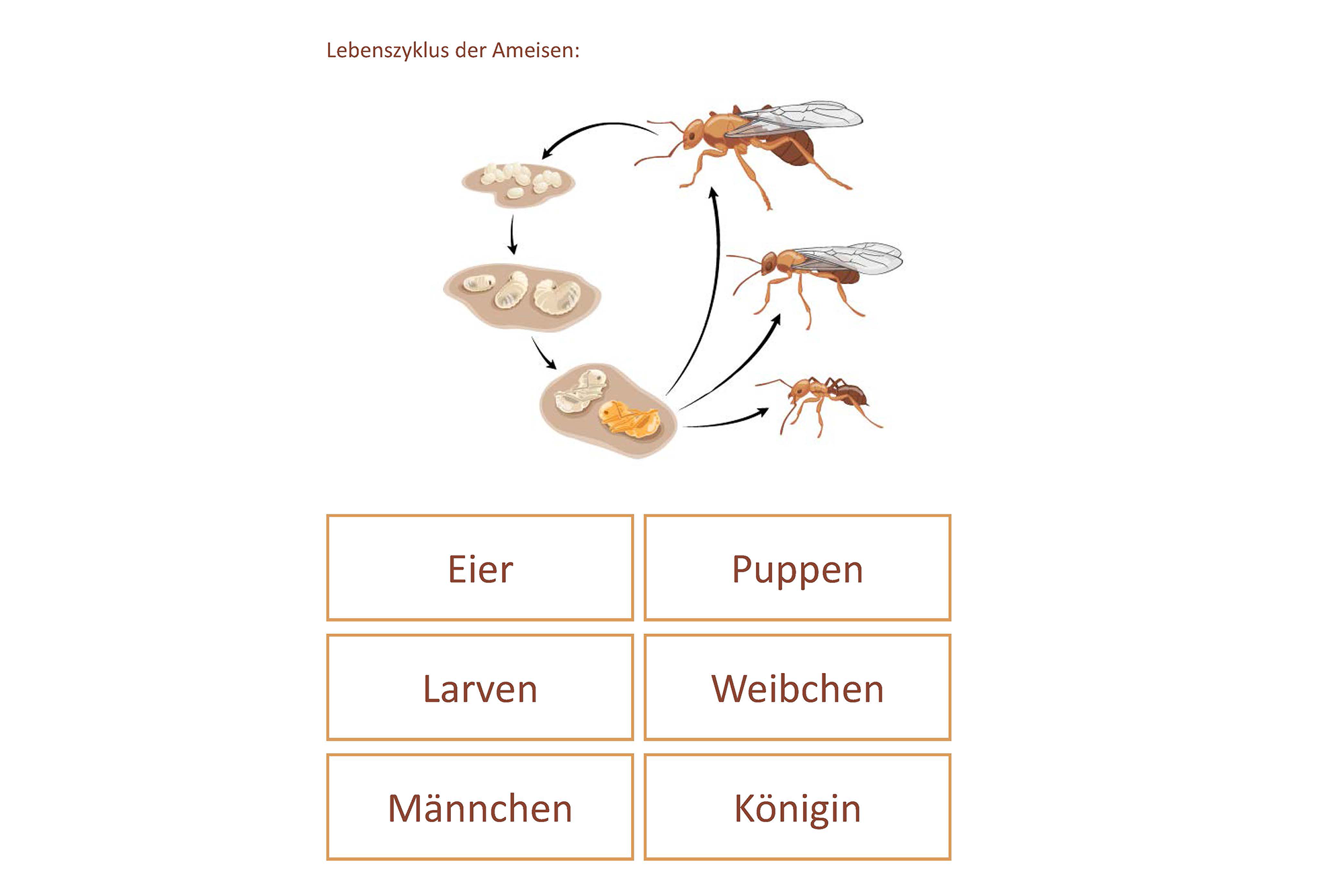 Lebenszyklus der Ameisen, Deutsch