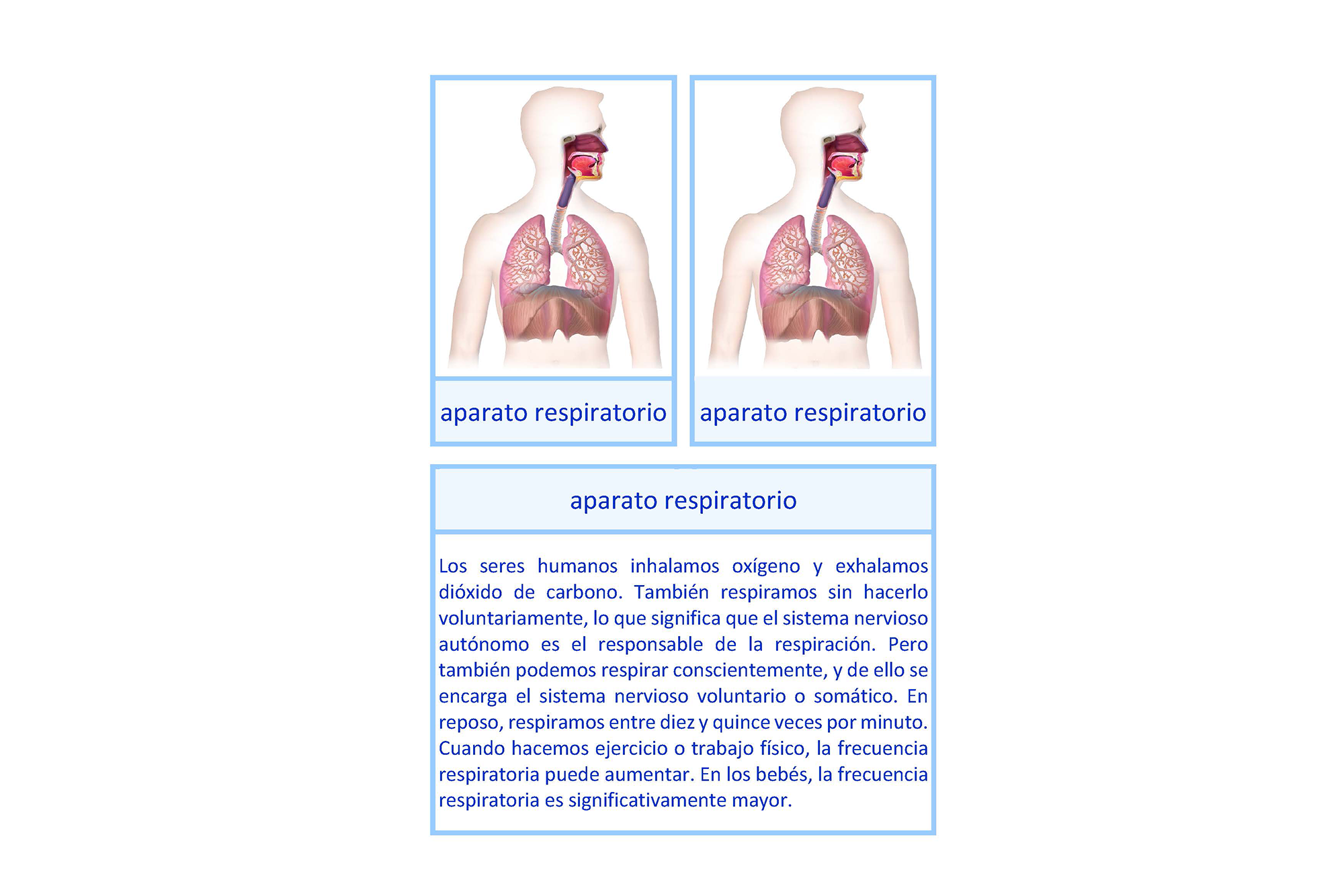 aparato respiratorio, Español