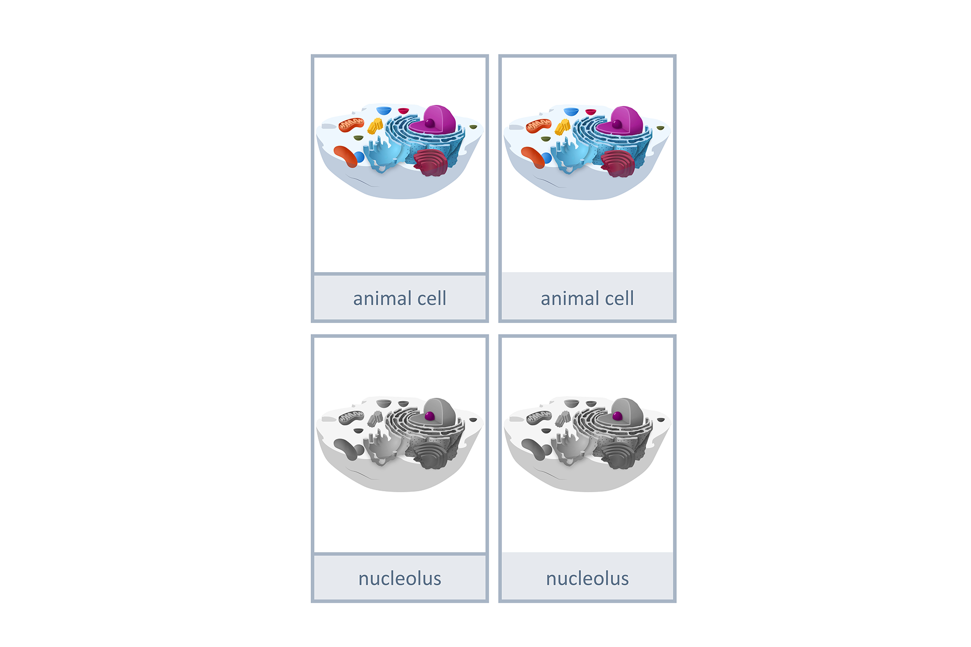 Nomenclature cards: animal cell, English, Montessori