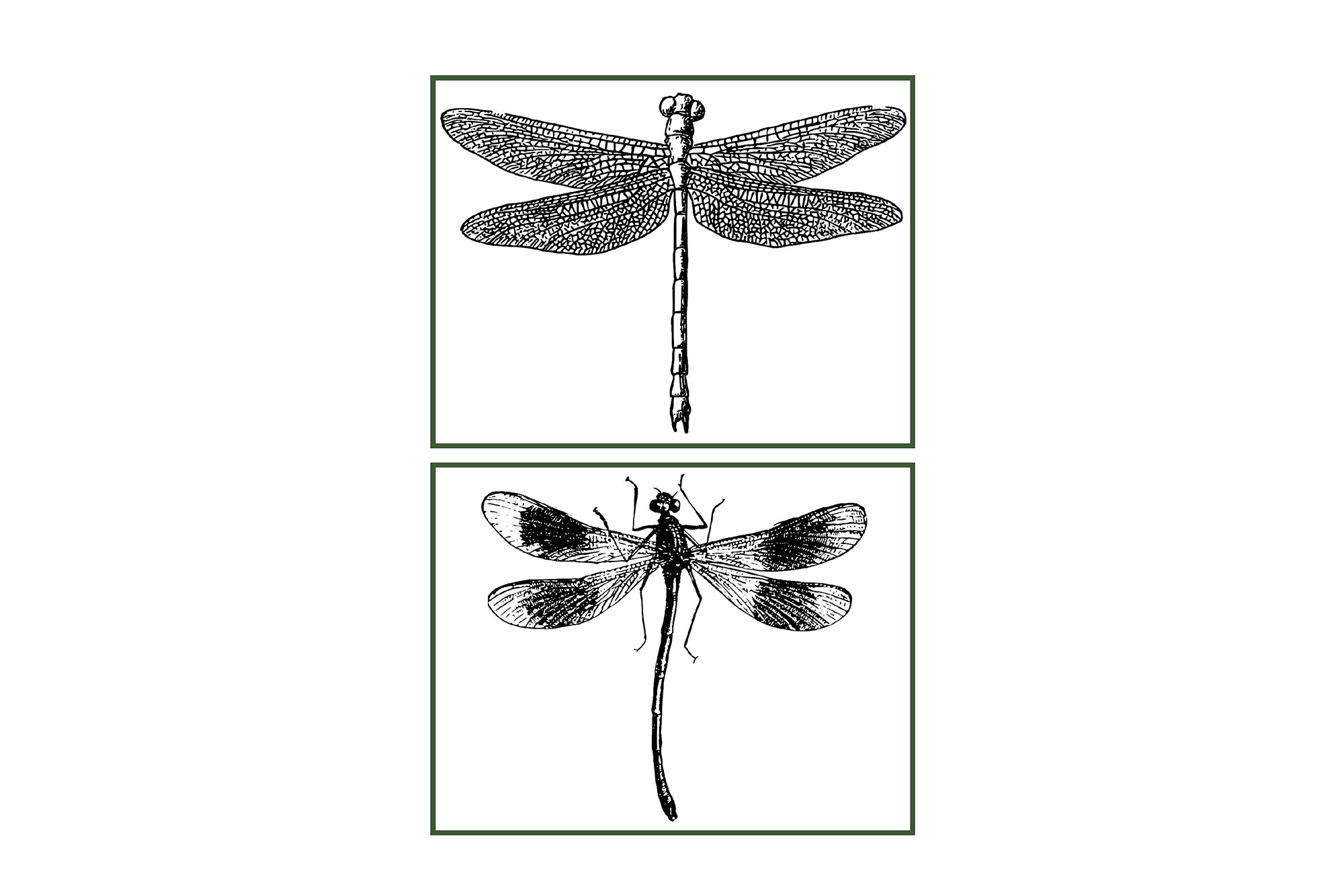 Ausmalbilder Libelle, colouring pages dragonfly, images à colorier libellule, dibujos para colorear libélula, immagini da colorare libellula