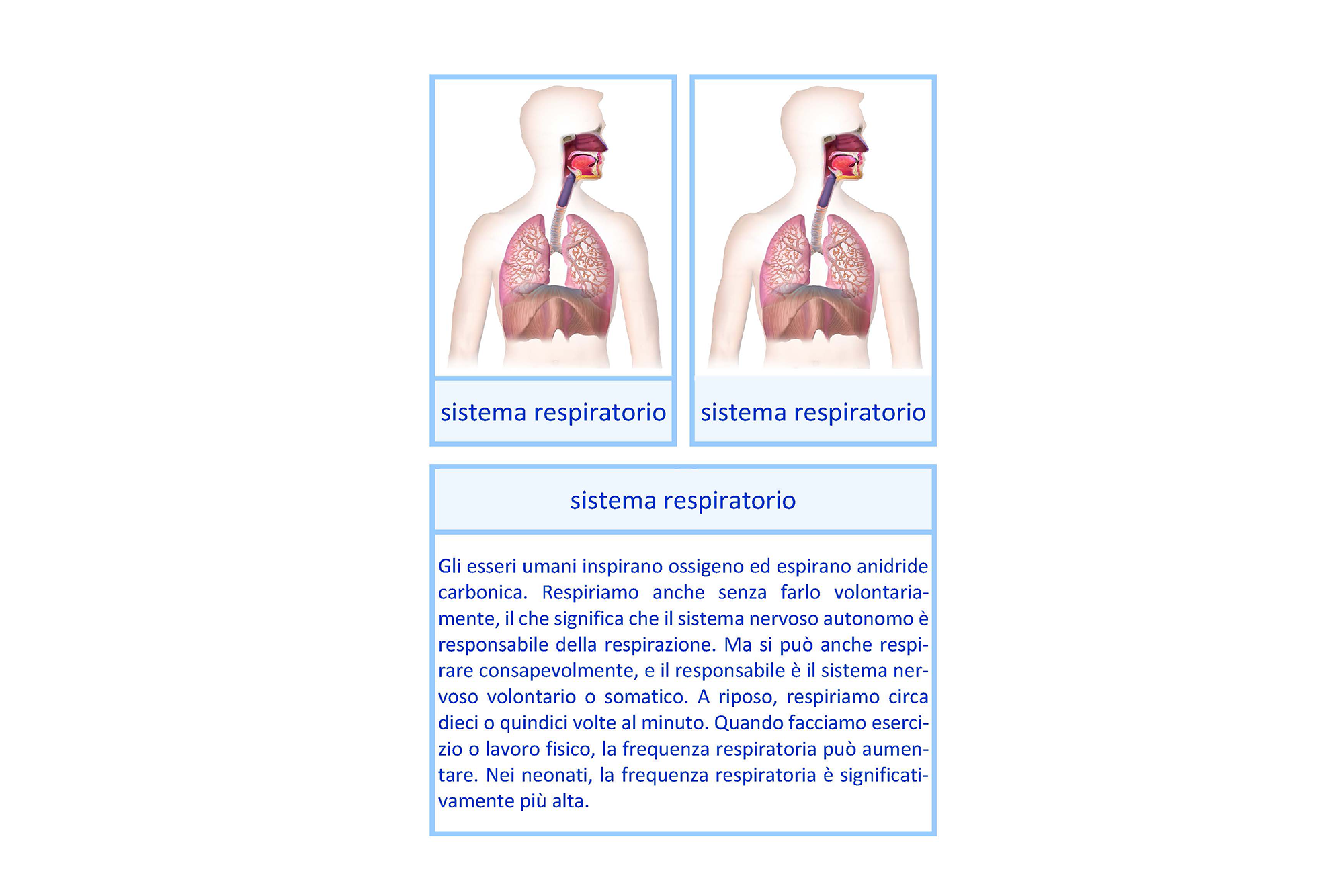 sistema respiratorio, Italiano