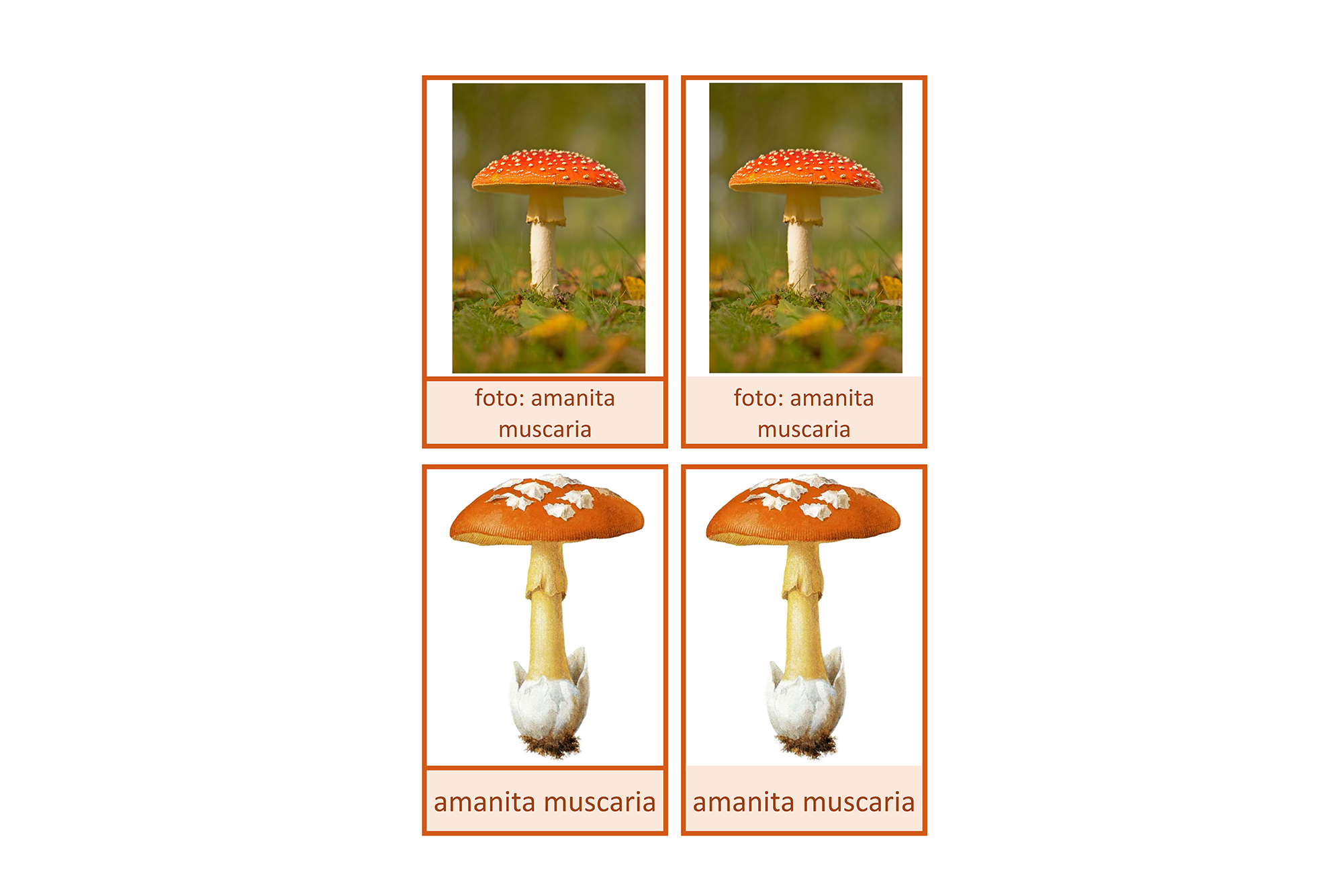 tarjetas de nomenclatura amanita muscaria, Español