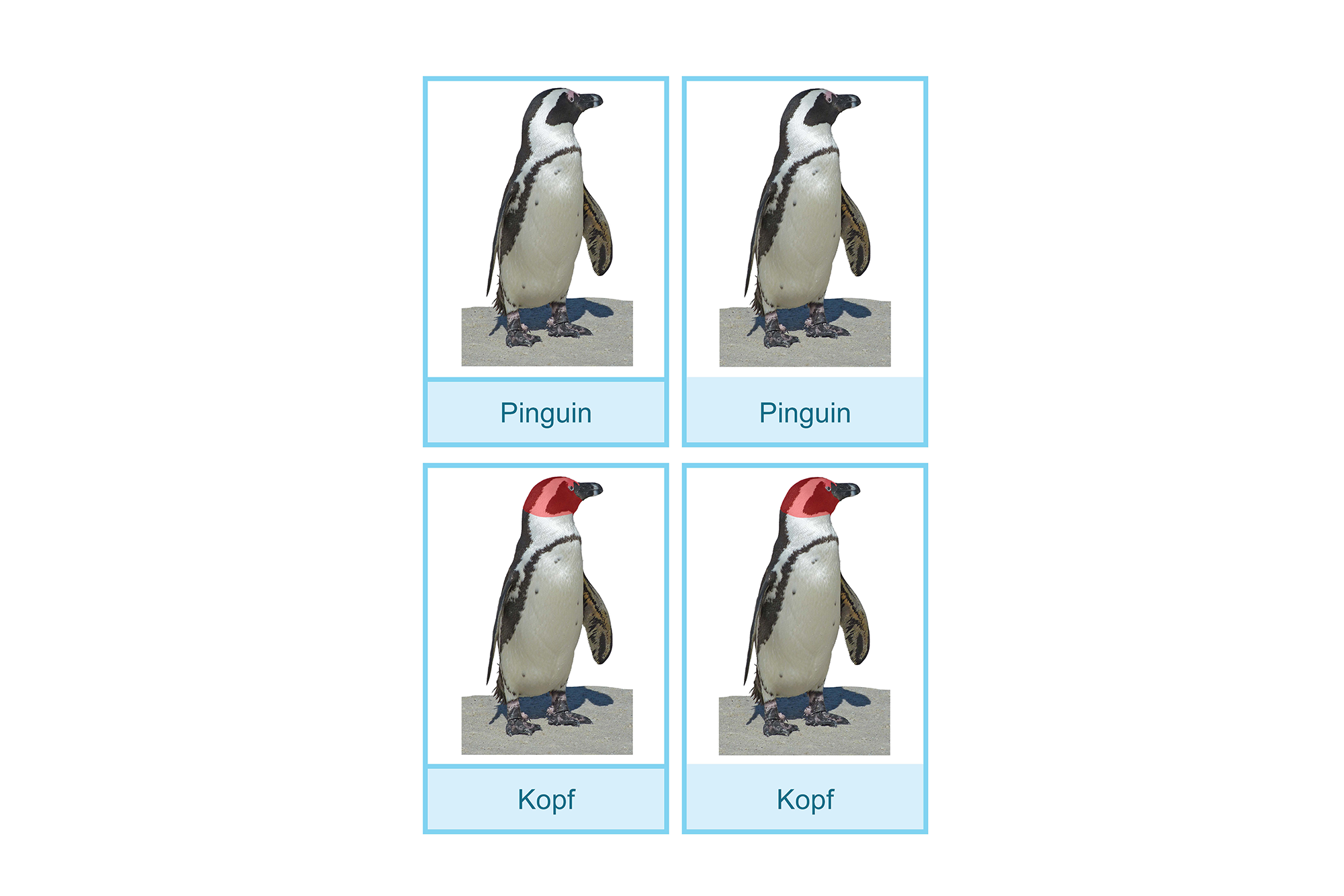 Nomenklaturkarten: Teile des Pinguins, Deutsch