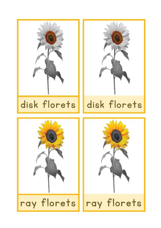 parts of sunflower English