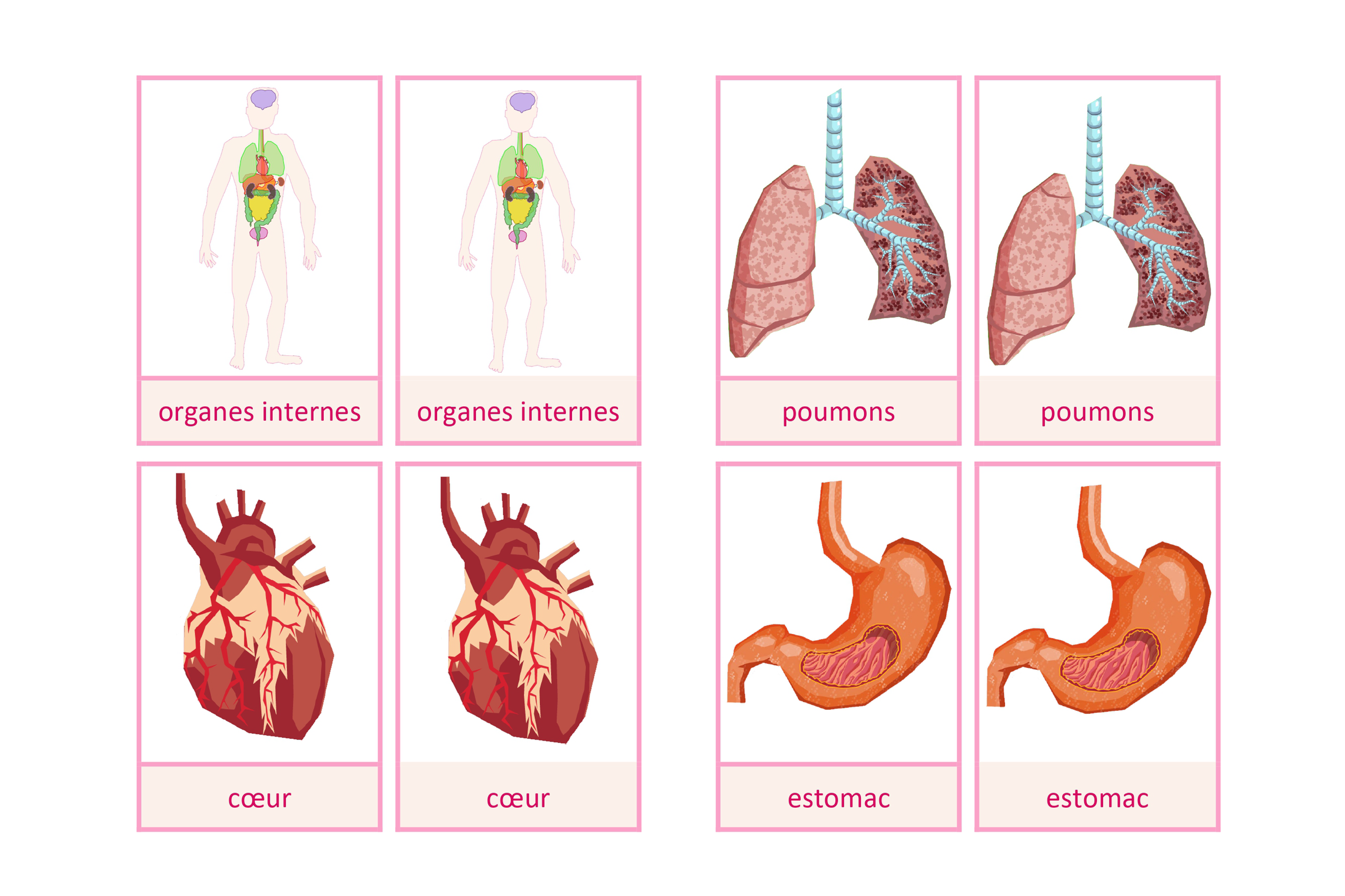 Cartes de nomenclature: organes internes de l'homme, français