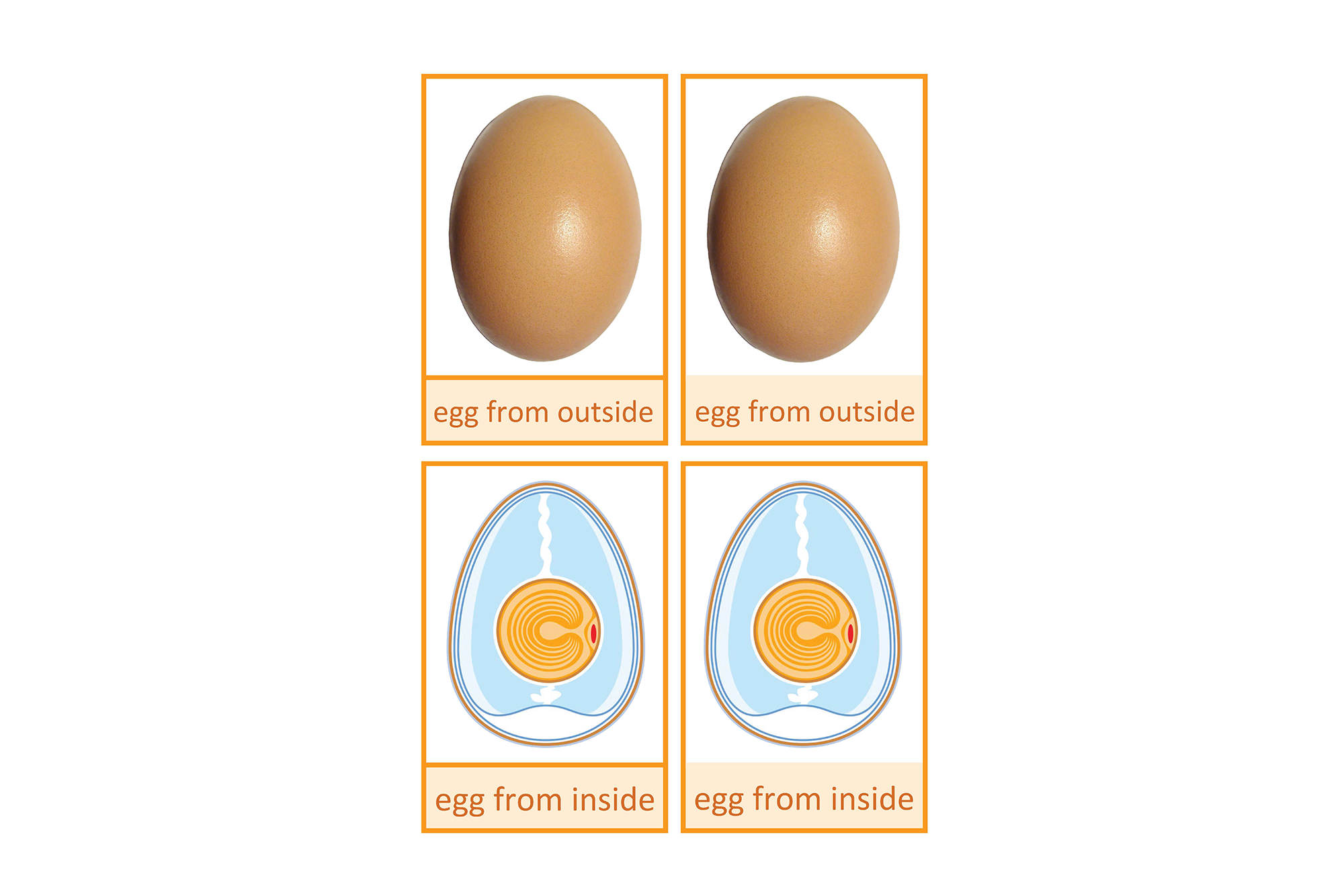 structure of an egg, English