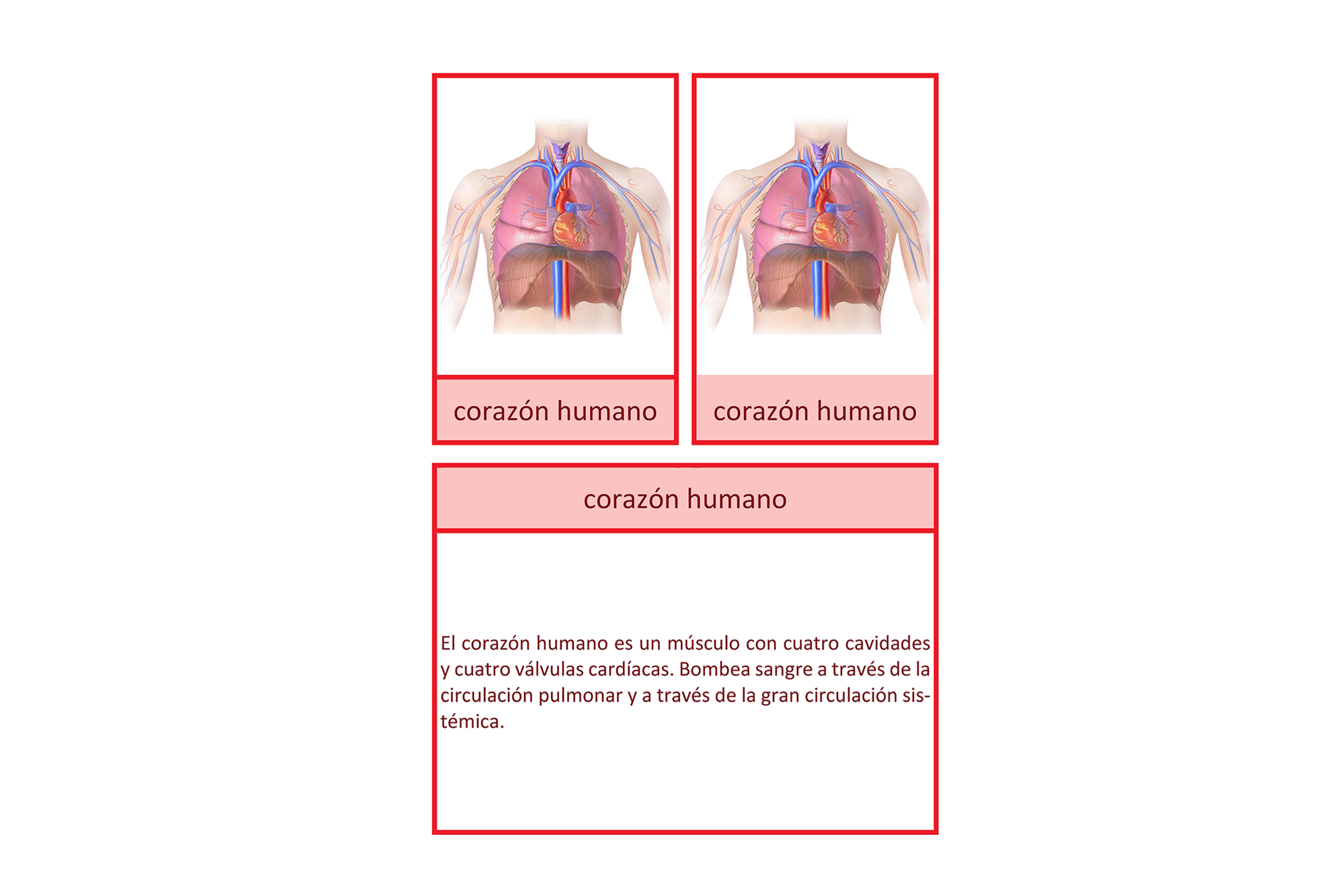 Tarjeta informativa sobre la anatomía y fisiología del corazón, Español