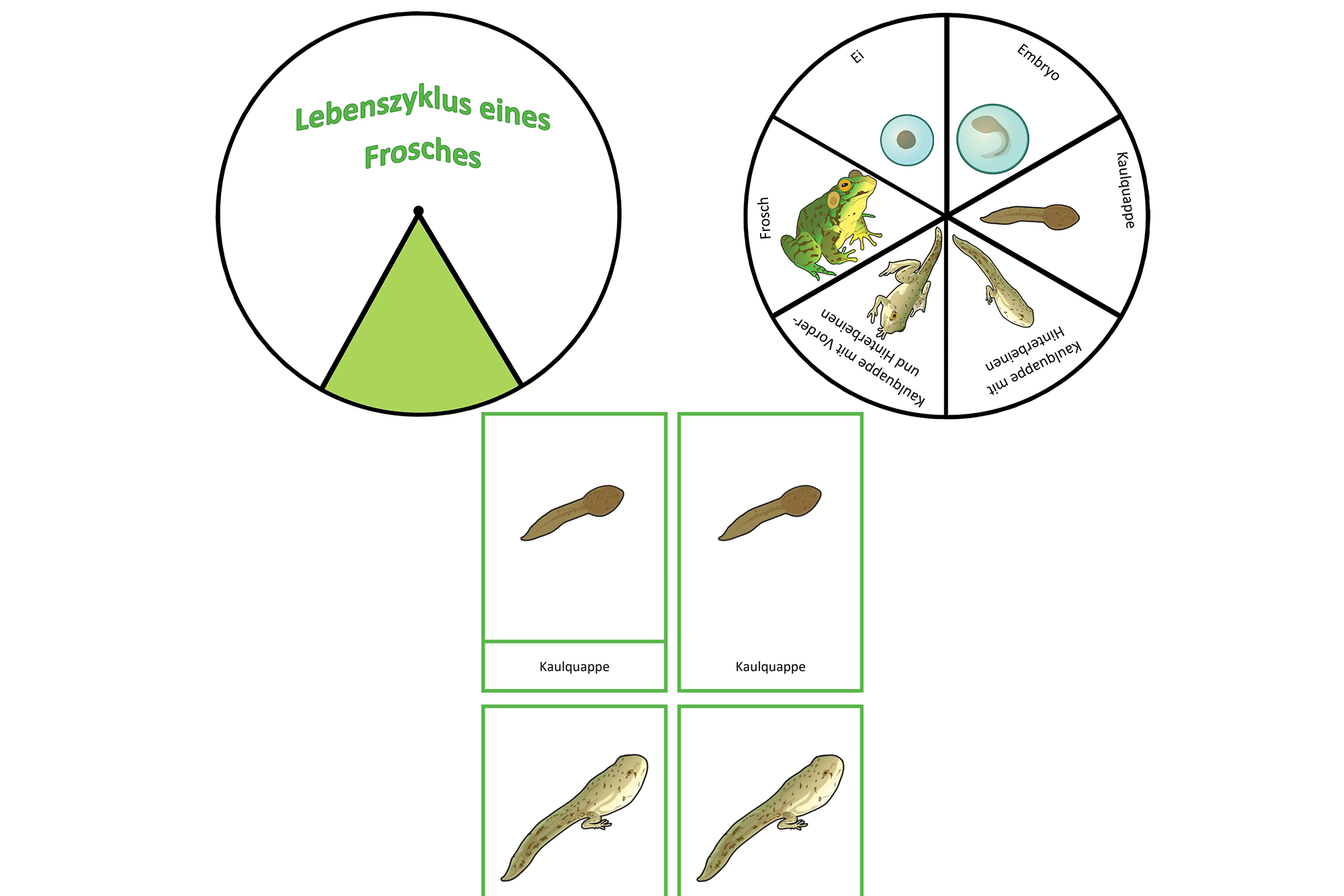 Lebenszyklus eines Frosches, Deutsch