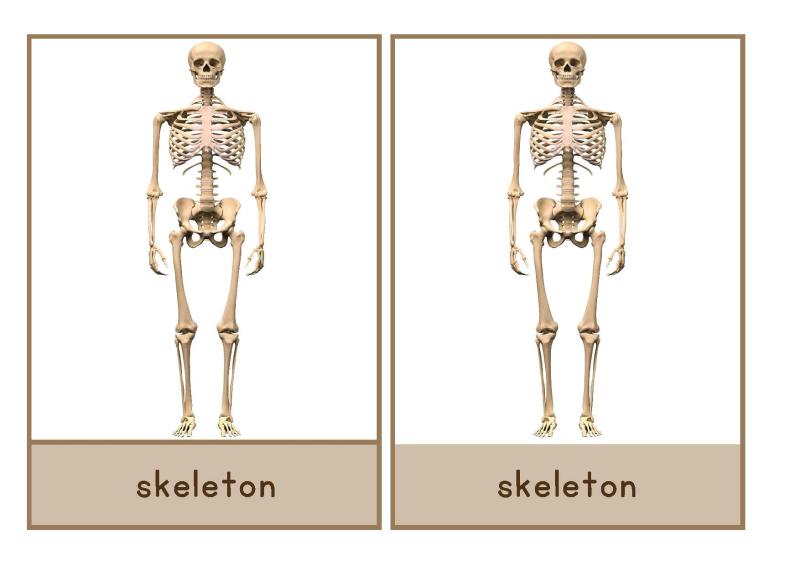 human skeleton  common words English