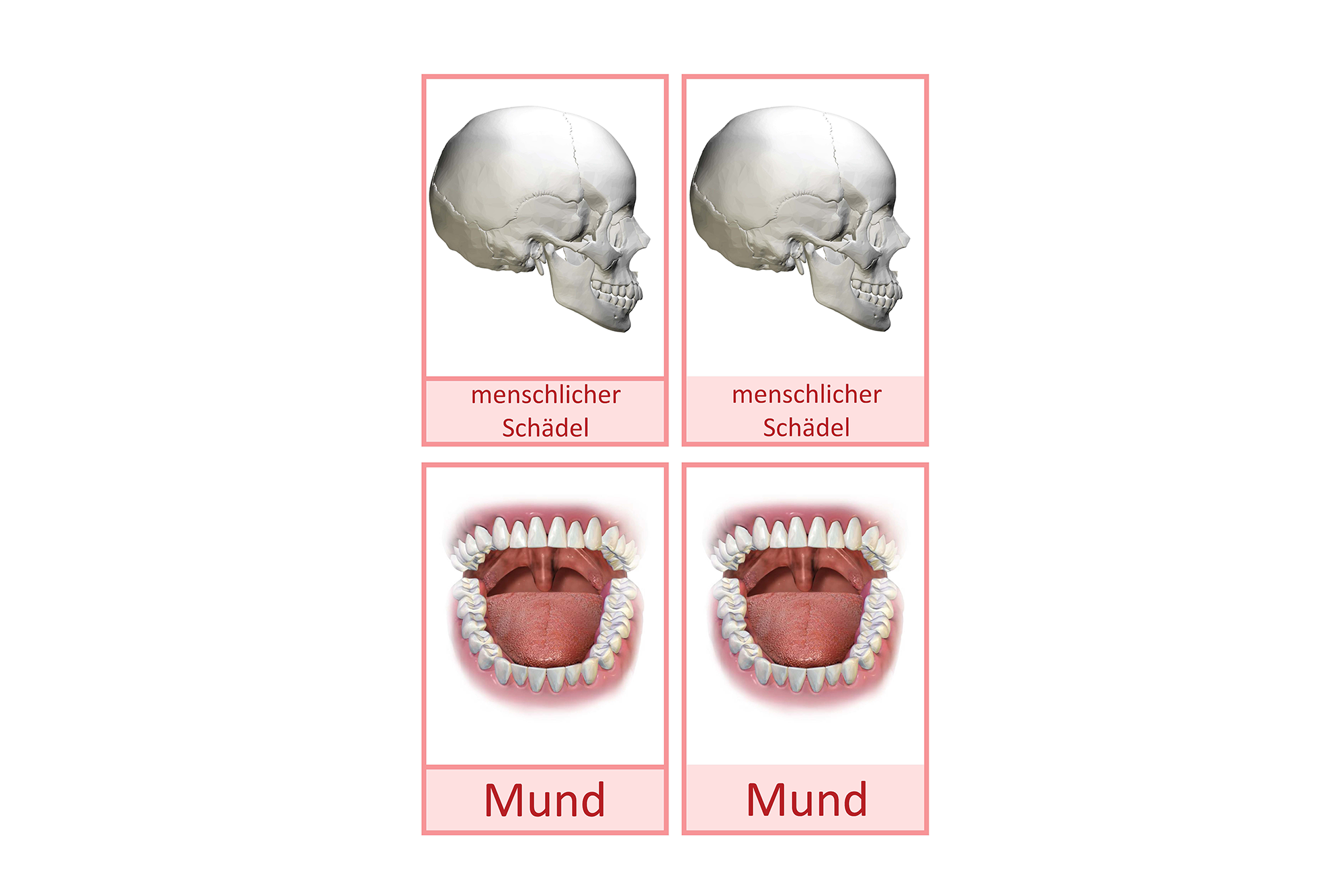 Mund, Deutsch