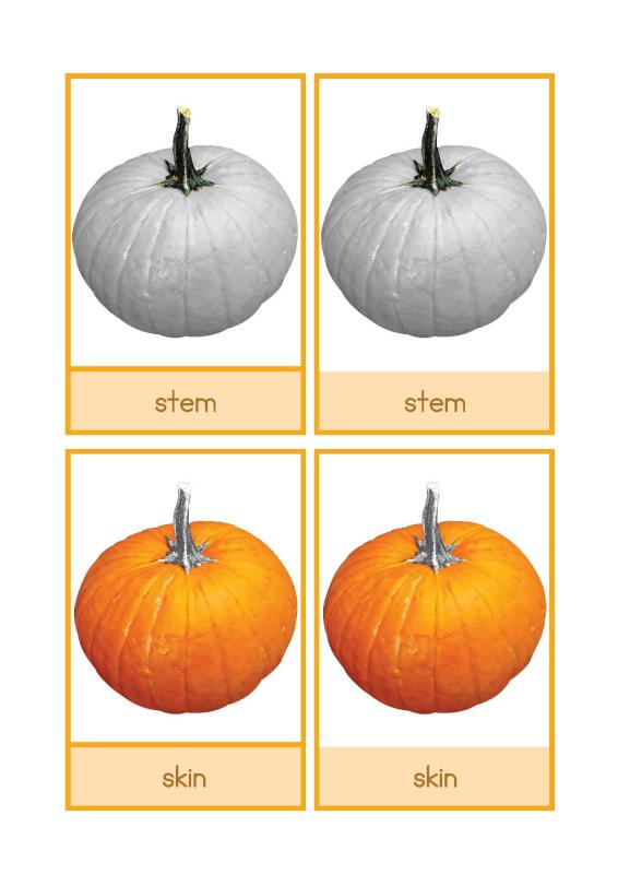 pumpkin English