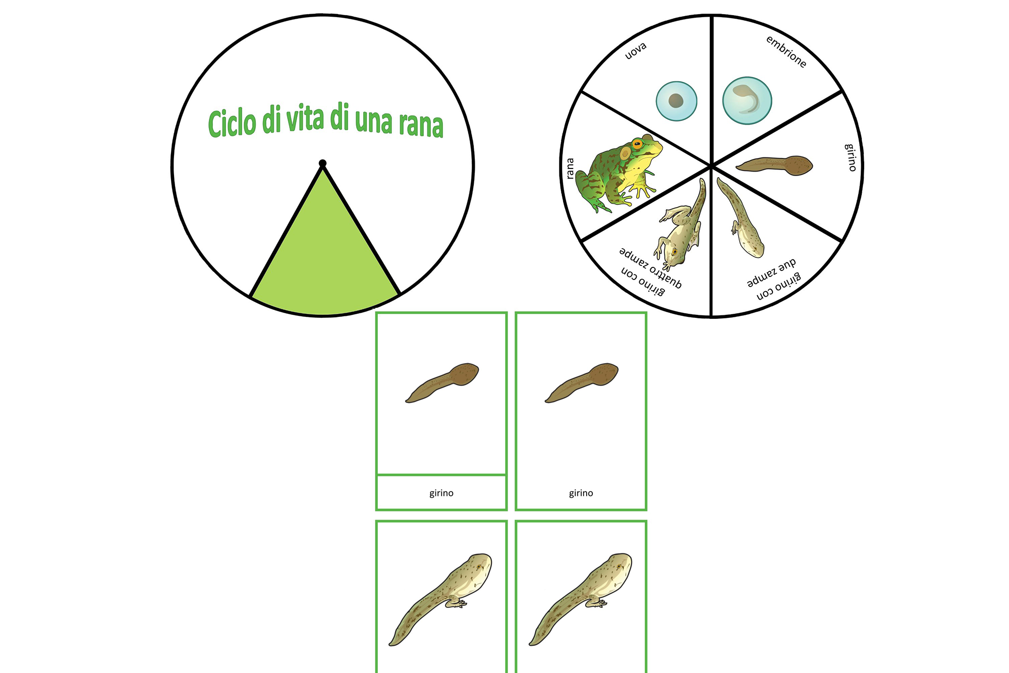 Ciclo vitale di una rana, Italiano