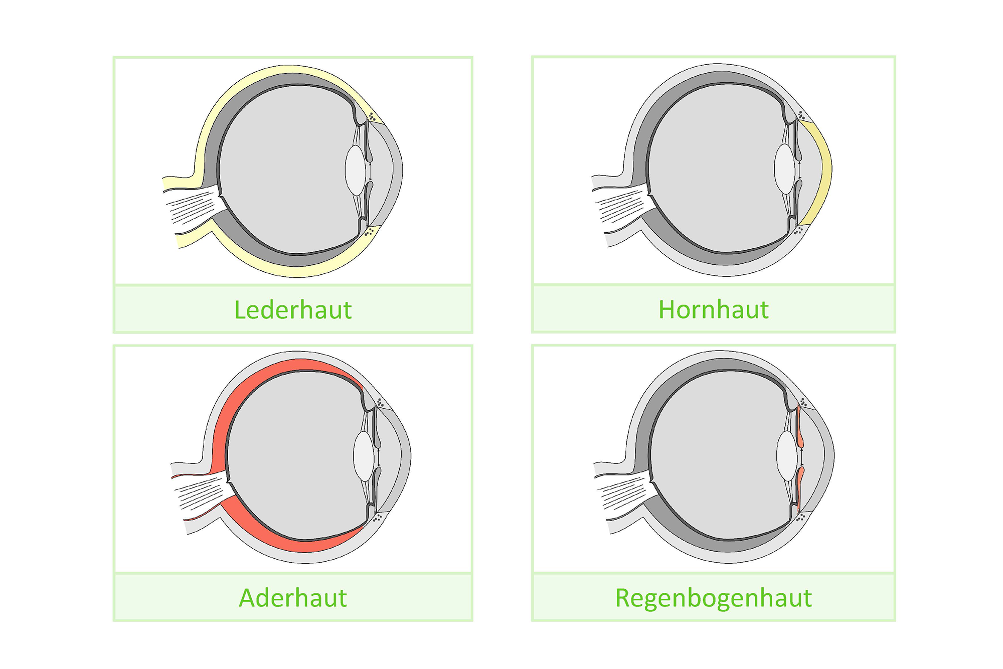 Anatomie des Auges, Deutsch