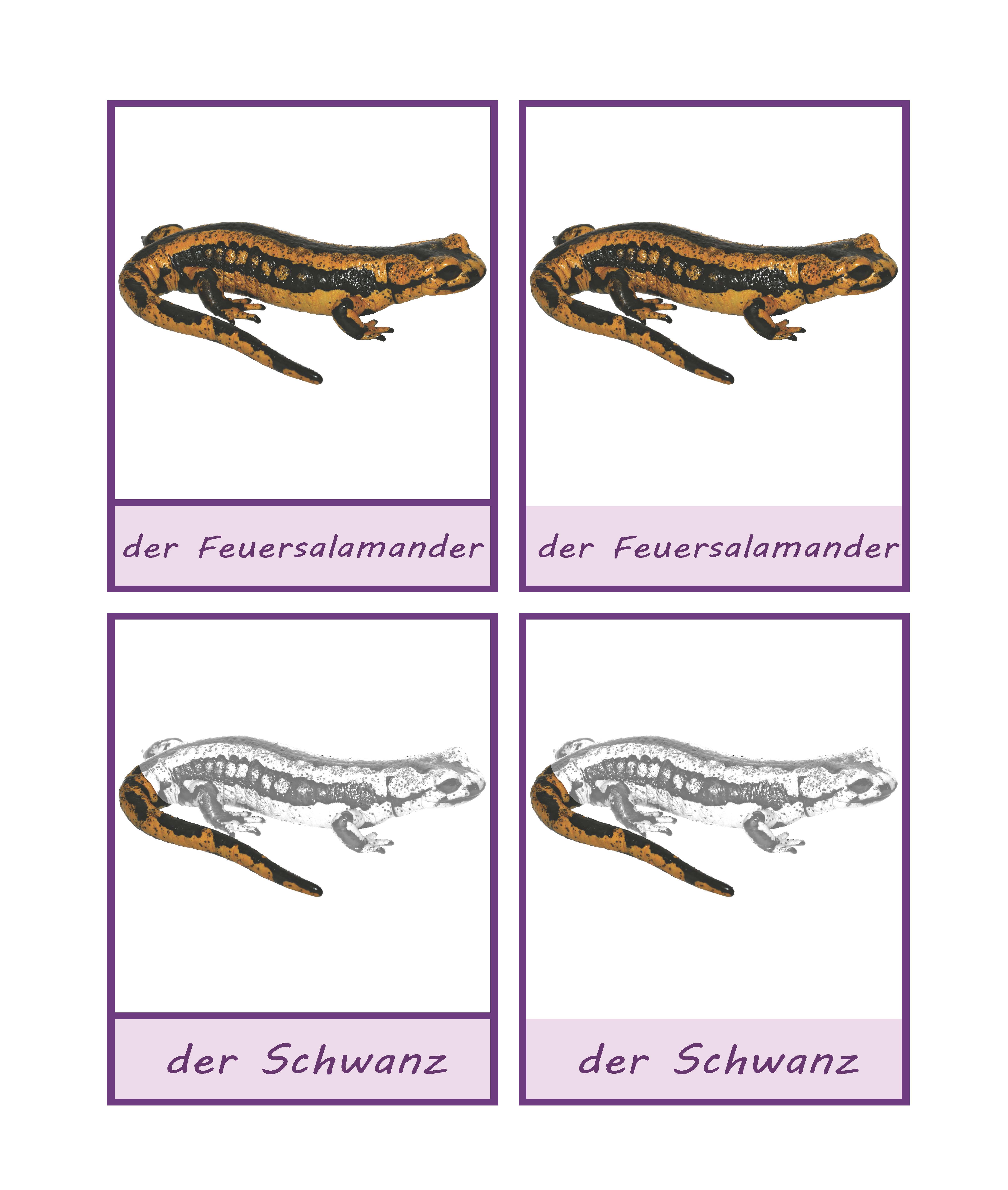 Feuersalamander Deutsch