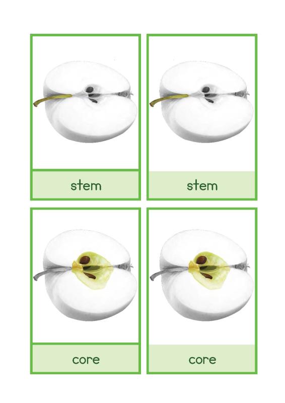 parts of an apple English