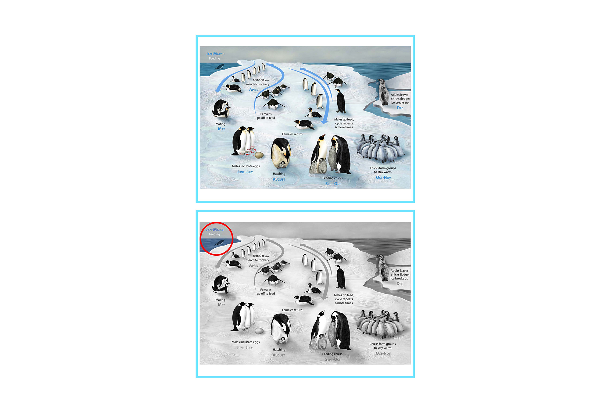 Life cycle of emperor penguins, English