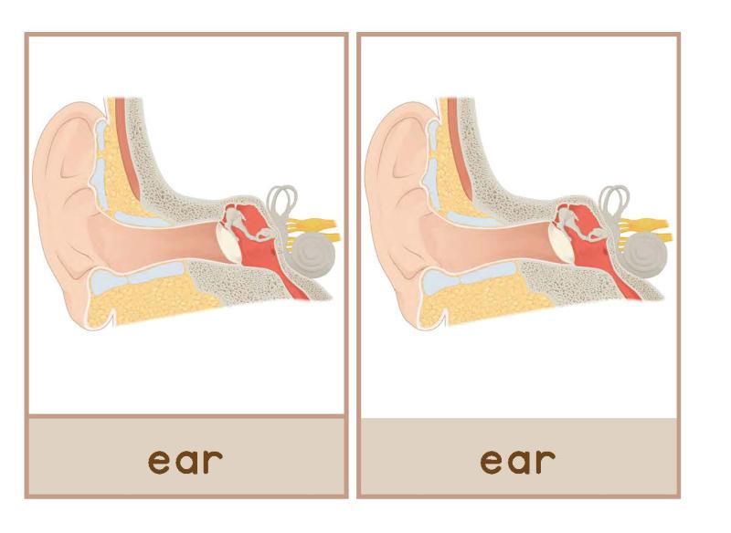 ear common words English