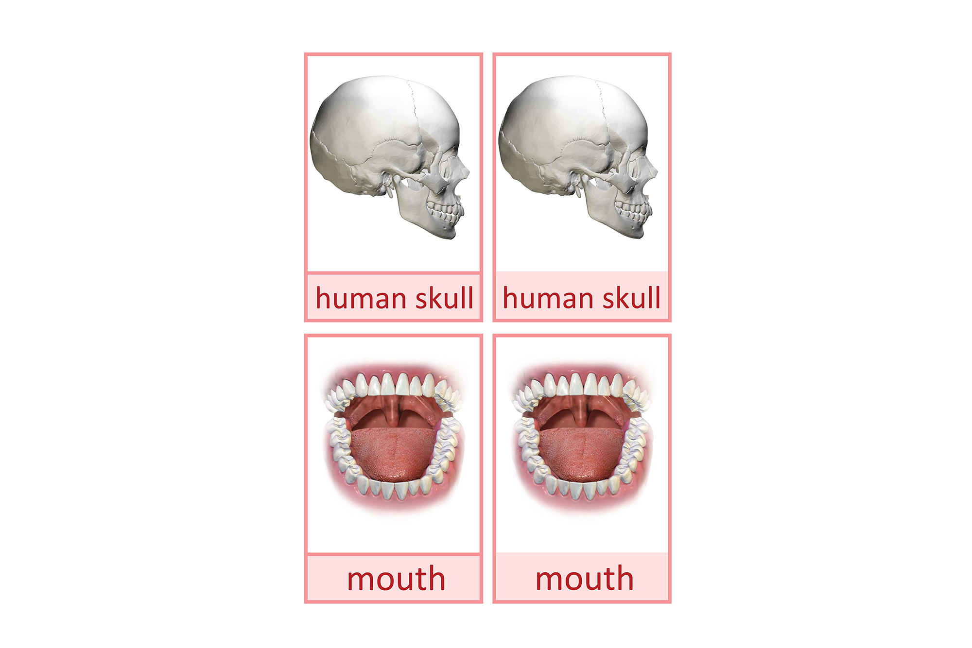 mouth, English