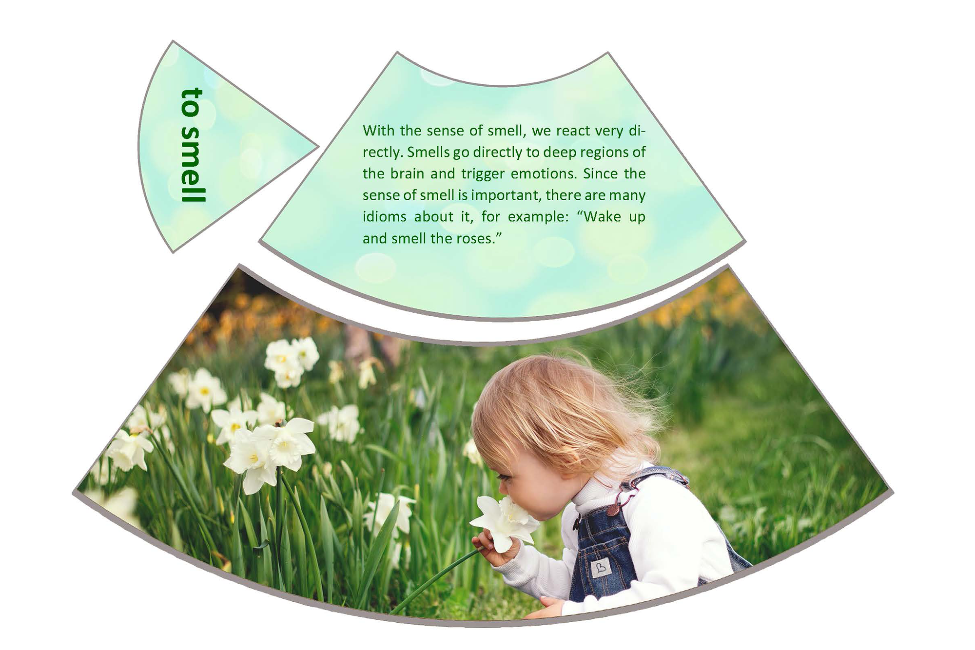 Laying circle on the five senses of the human being, Montessori, English