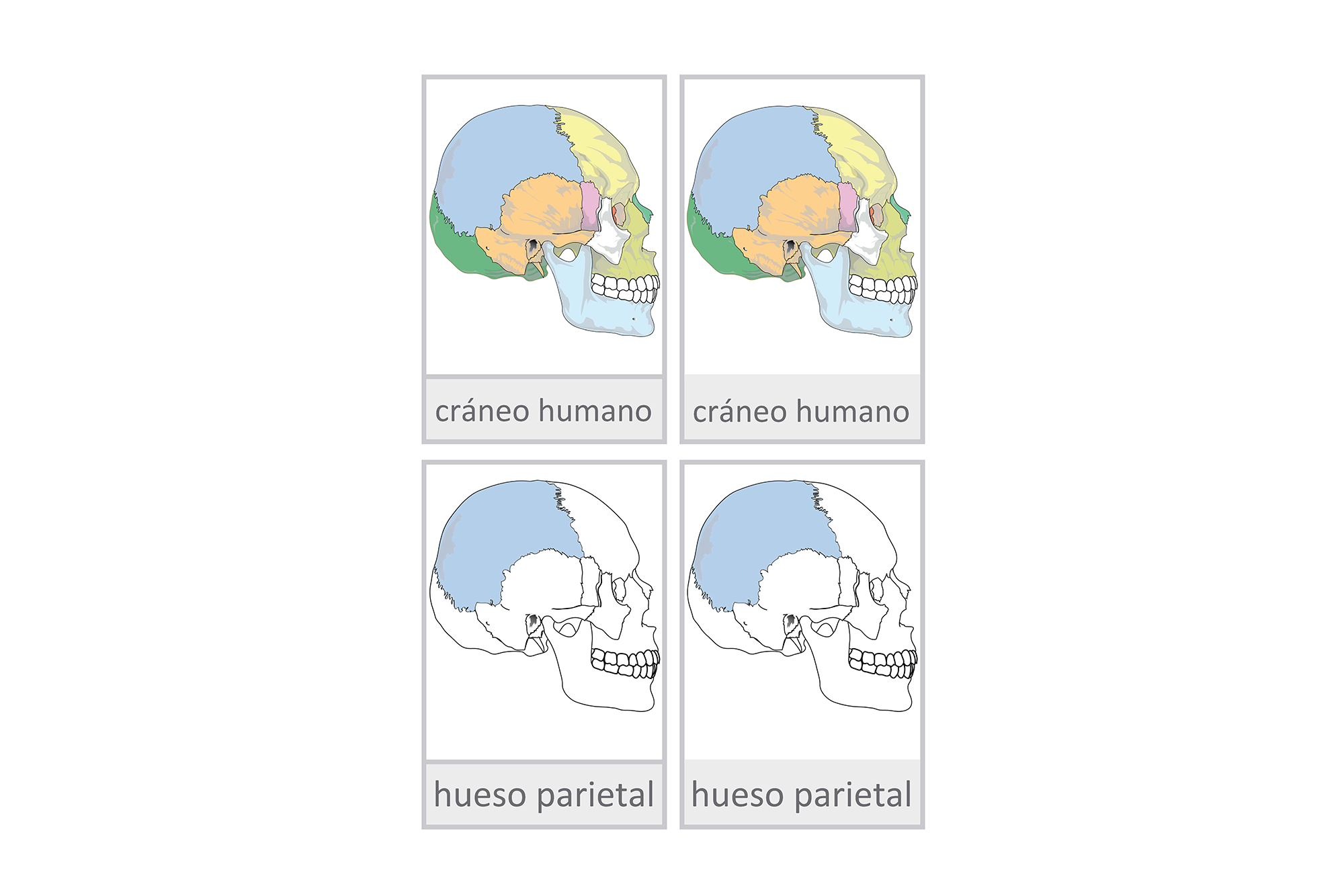 cráneo humano Español