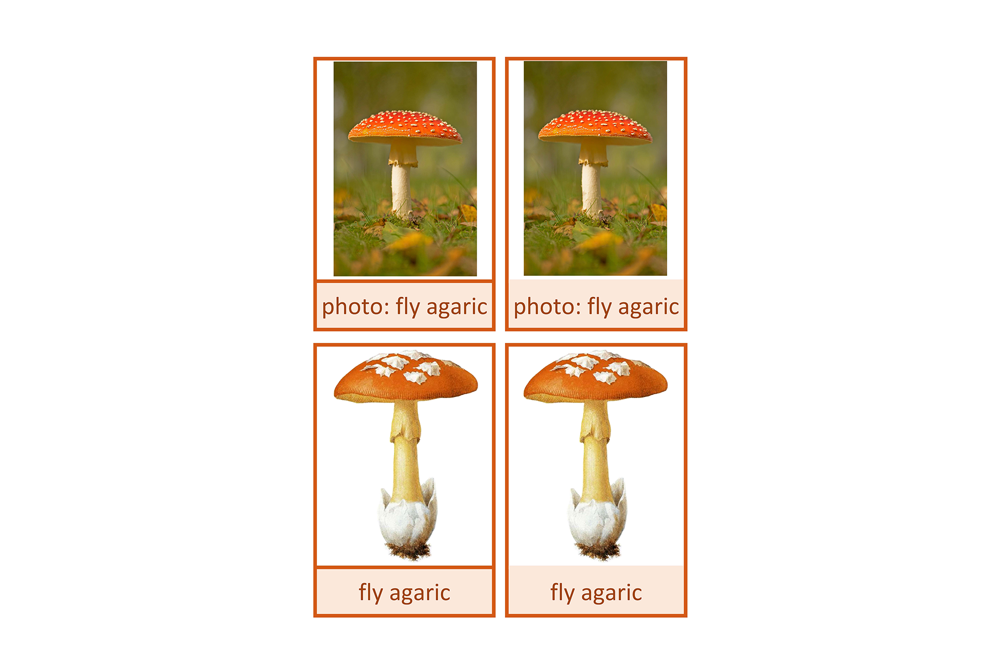 nomenclature cards morphology: fly agaric, English