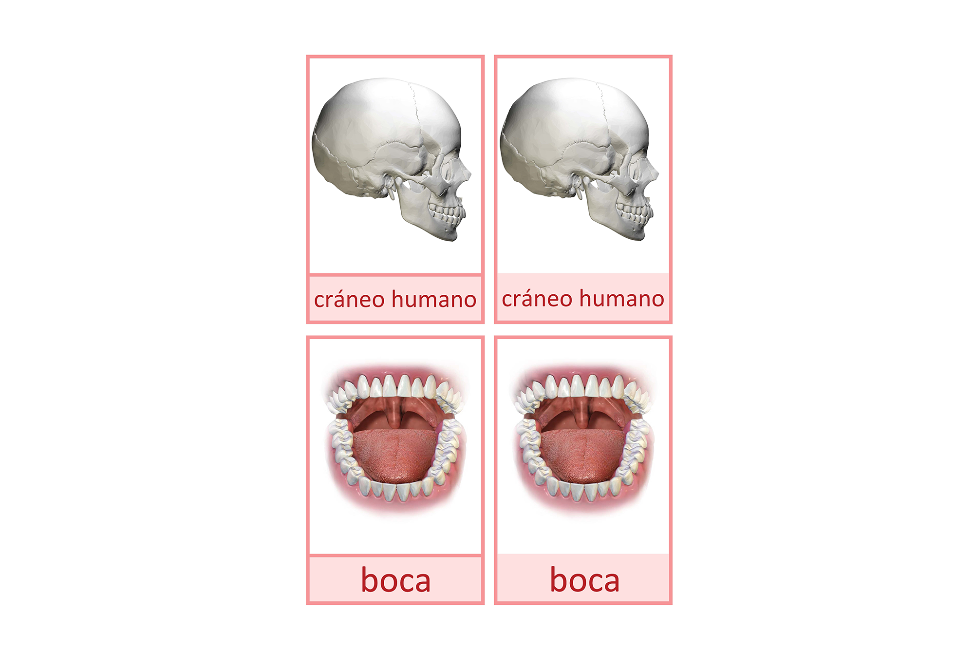 boca, Español