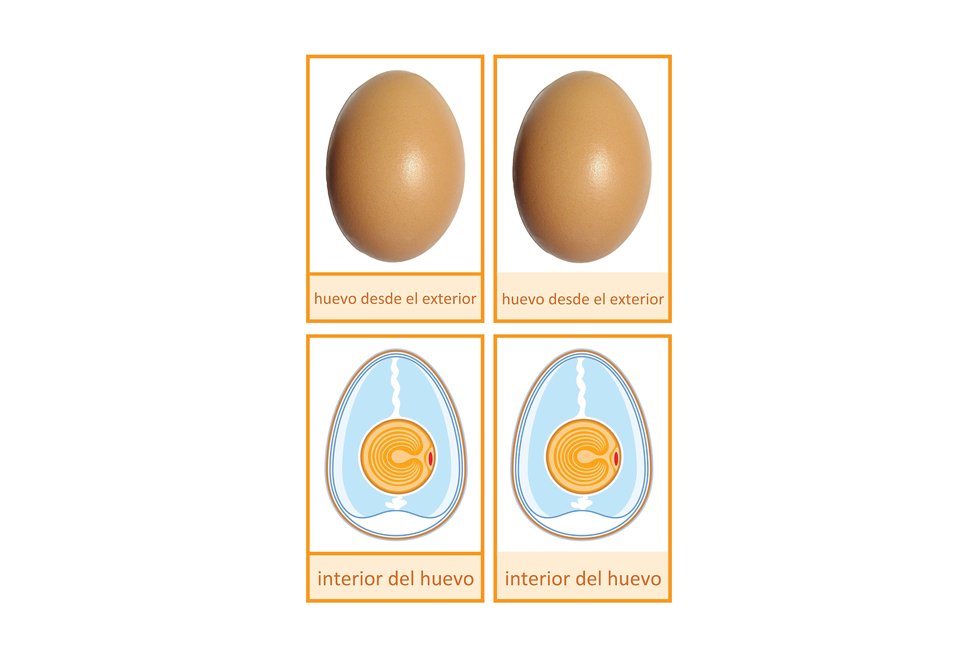 estructura huevo, Español