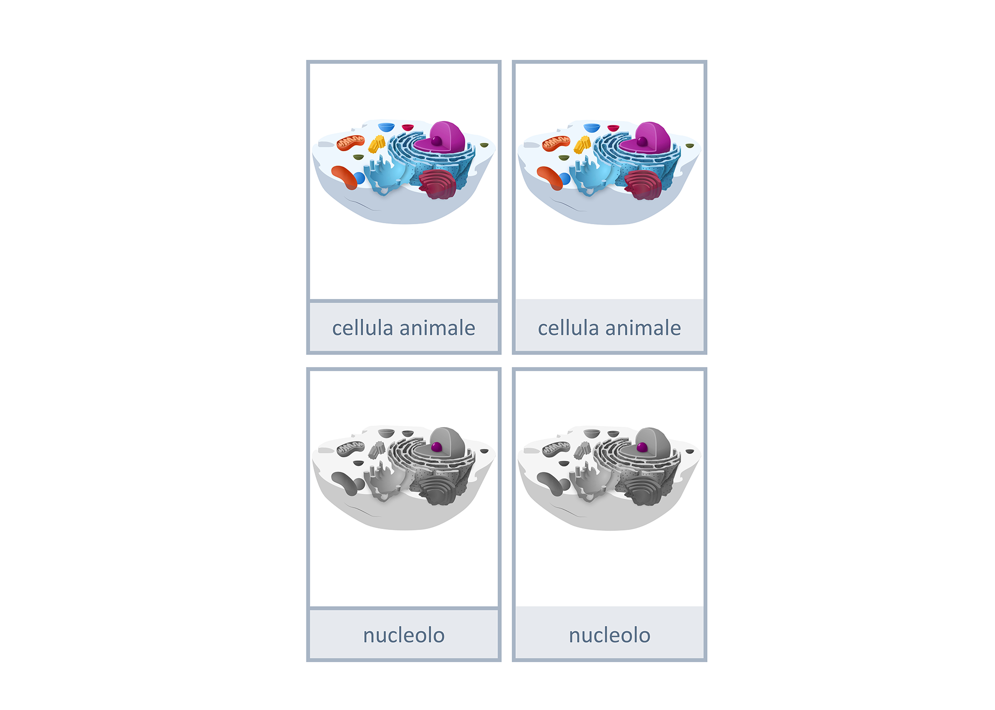 Carte di nomenclatura: cellula animale, Italiano, Montessori