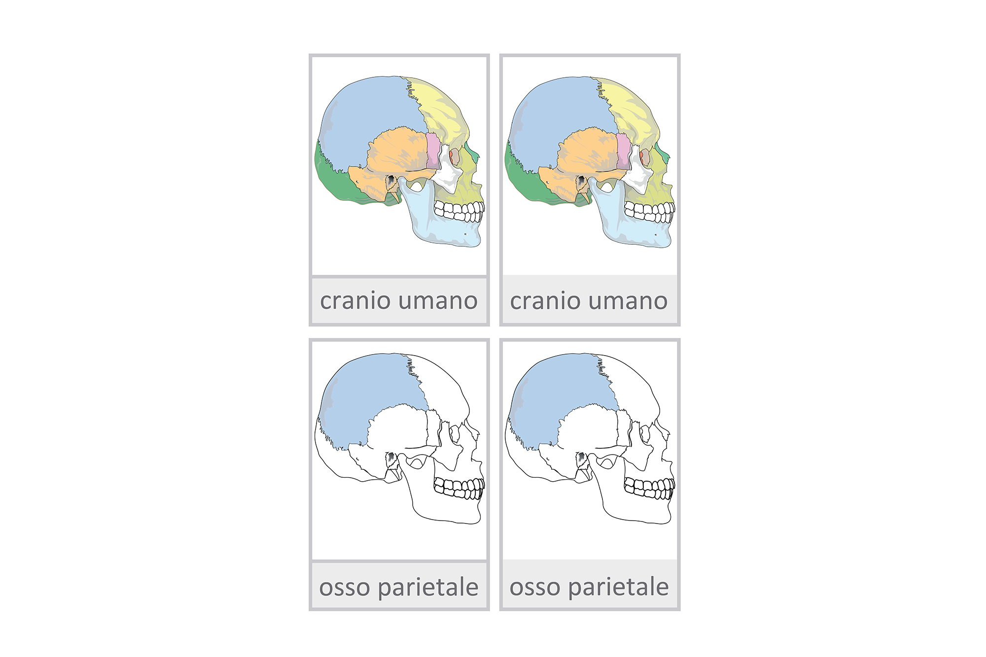 cranio umano, Italiano