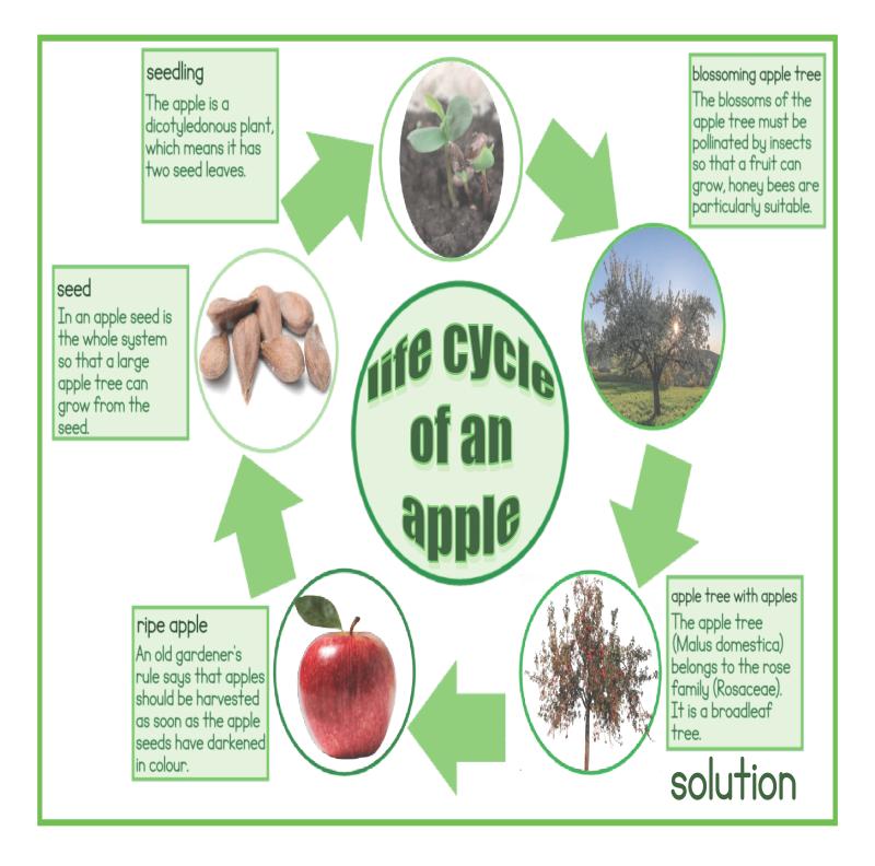 Work sheet life cycle apple English 