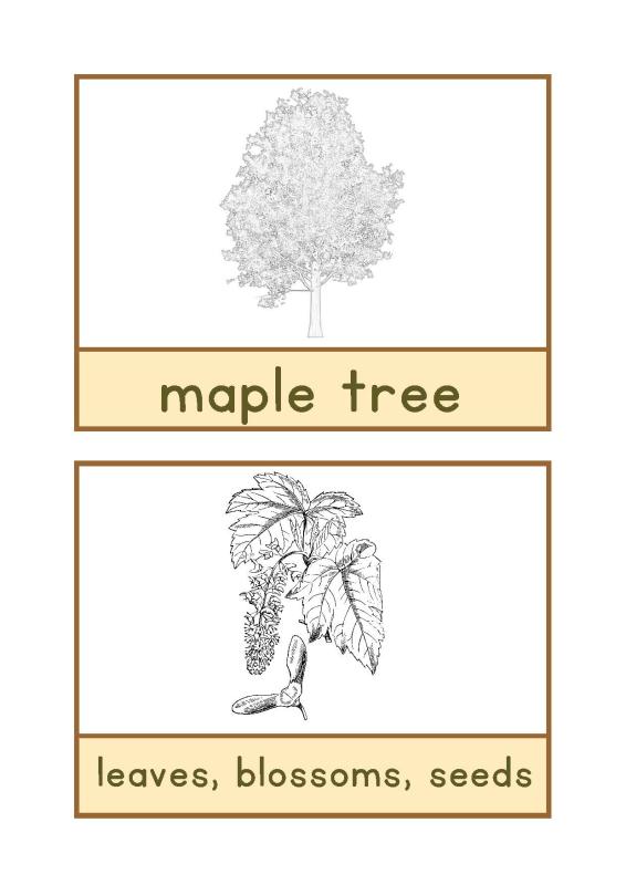 maple colouring sheets English