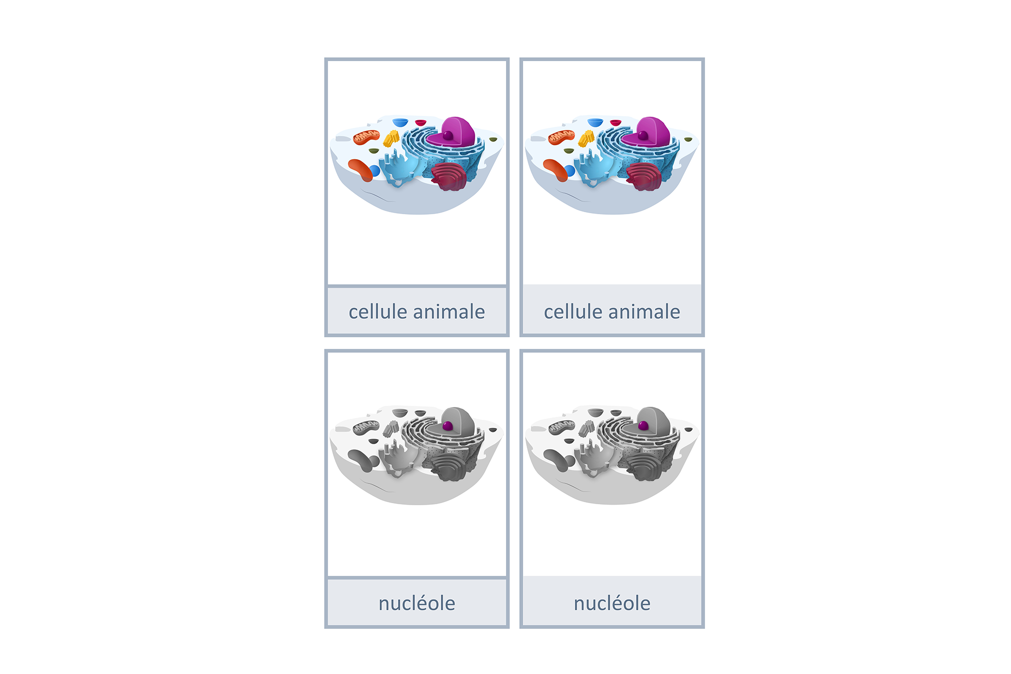 Cartes de nomenclature : cellule animale, Français, Montessori